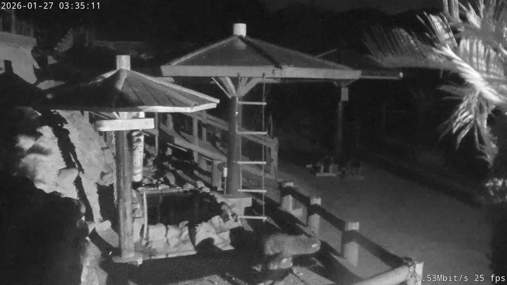 Awaji Island, Awaji Monkey Center ( 淡路島モンキーセンター) Live Cam - Hatadagumi, Sumoto Shi, Hyogo, Kansai,  Japan