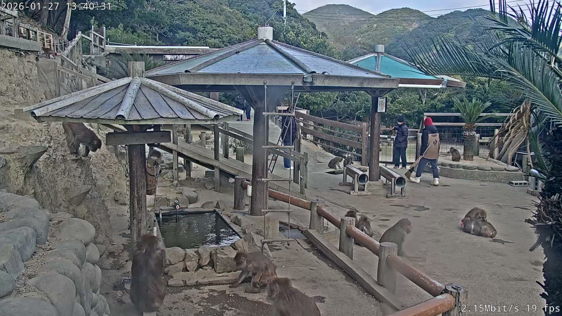 Awaji Island, Awaji Monkey Center ( 淡路島モンキーセンター) Live Cam - Hatadagumi, Sumoto Shi, Hyogo, Kansai,  Japan