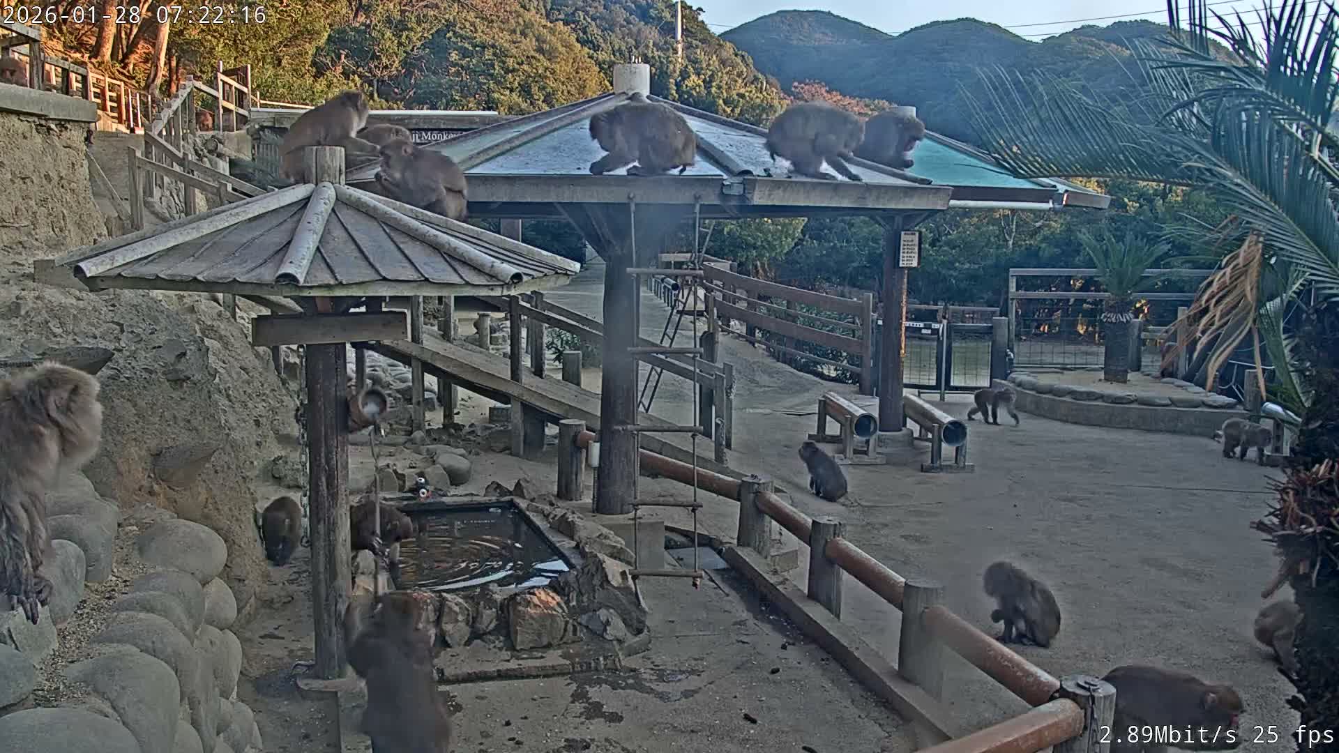 Awaji Island, Awaji Monkey Center ( 淡路島モンキーセンター) Live Cam - Hatadagumi, Sumoto Shi, Hyogo, Kansai,  Japan