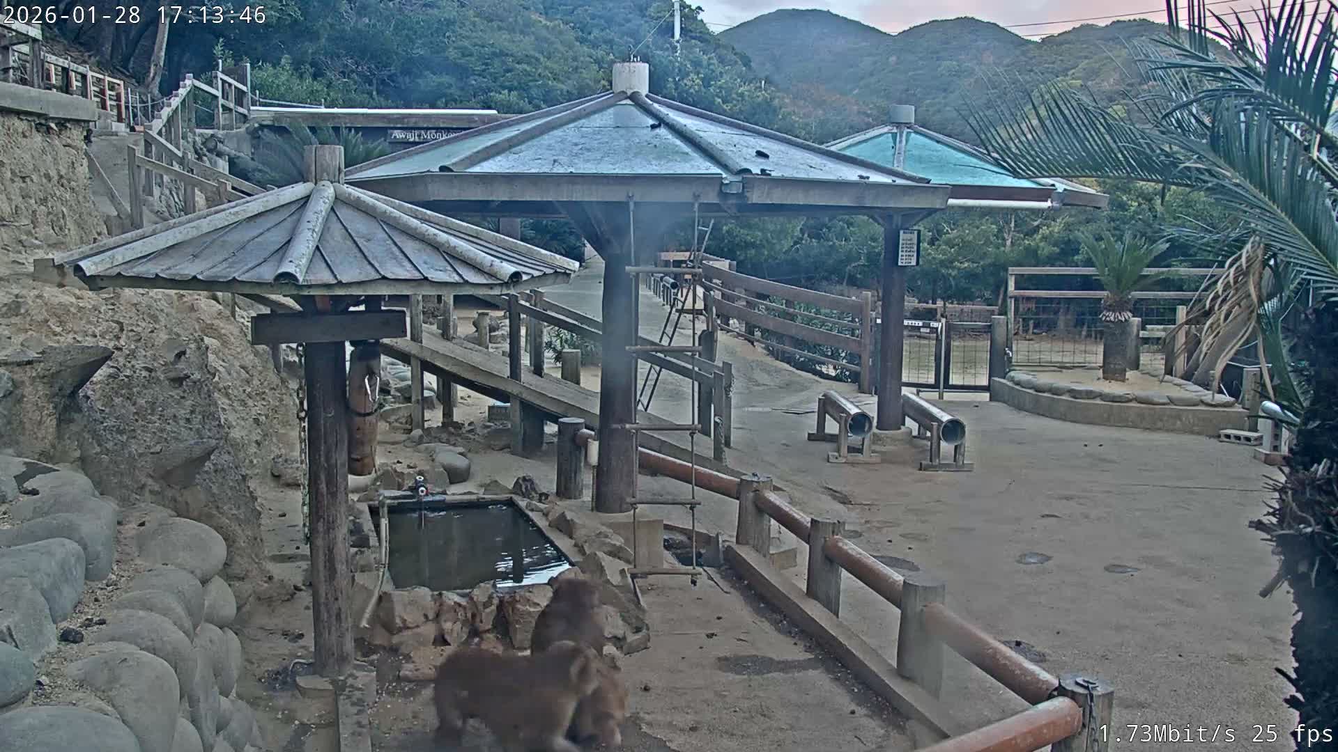 Awaji Island, Awaji Monkey Center ( 淡路島モンキーセンター) Live Cam - Hatadagumi, Sumoto Shi, Hyogo, Kansai,  Japan