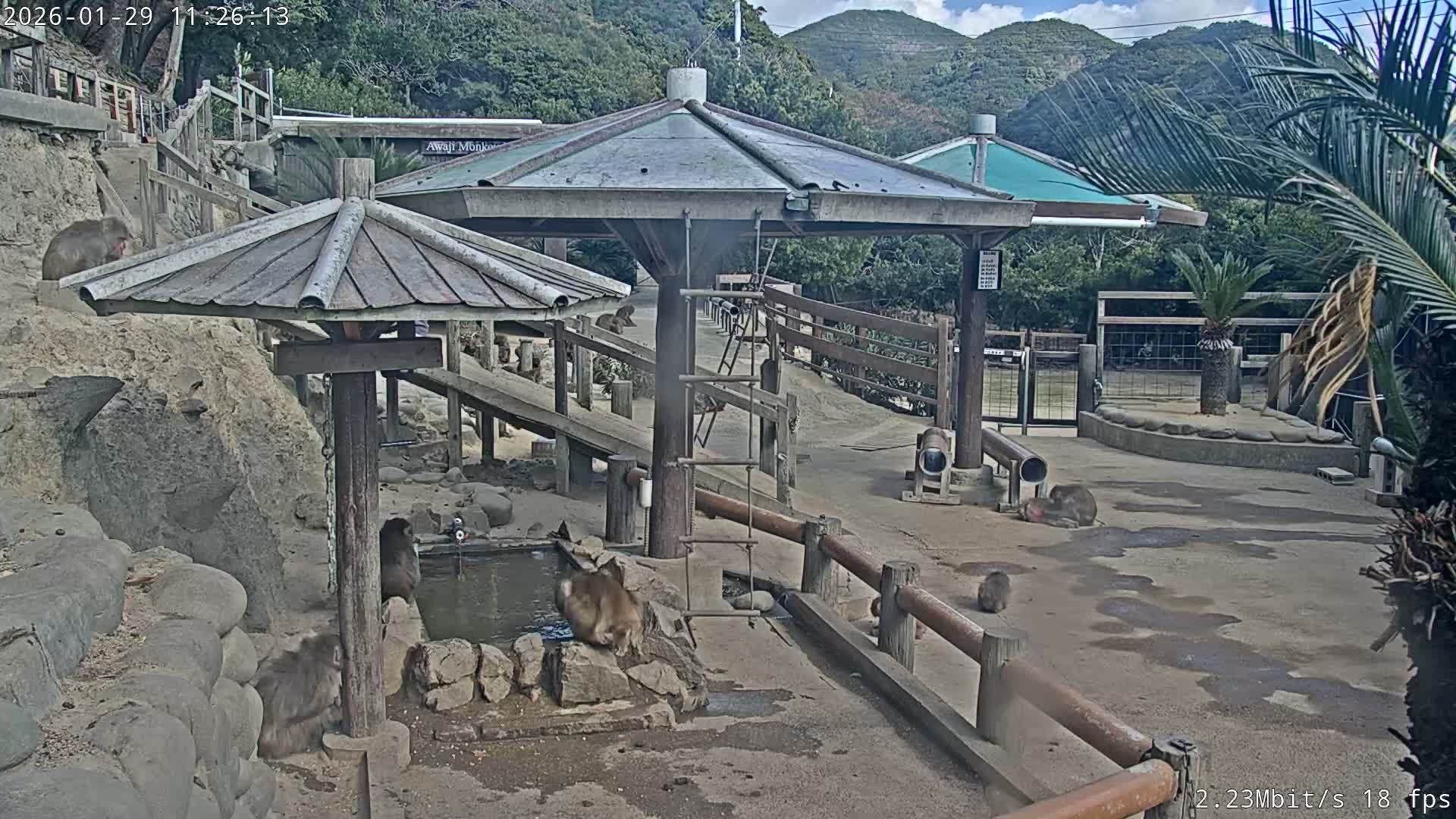 Awaji Island, Awaji Monkey Center ( 淡路島モンキーセンター) Live Cam - Hatadagumi, Sumoto Shi, Hyogo, Kansai,  Japan