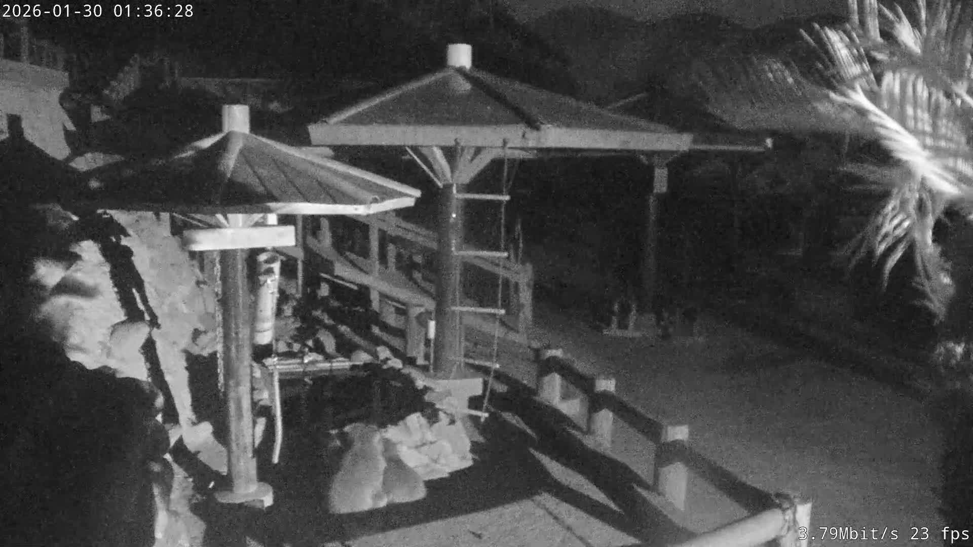 Awaji Island, Awaji Monkey Center ( 淡路島モンキーセンター) Live Cam - Hatadagumi, Sumoto Shi, Hyogo, Kansai,  Japan