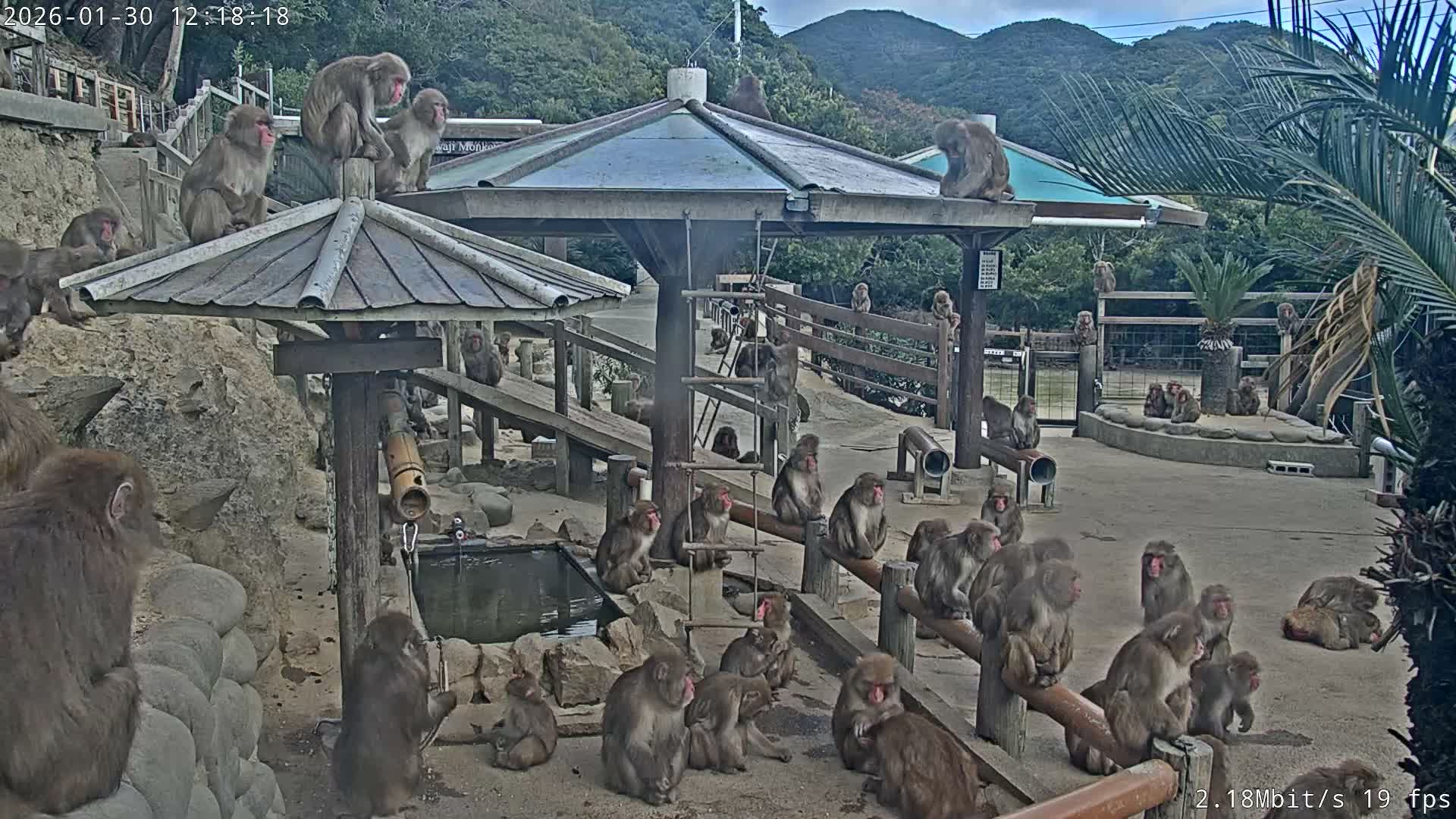 Awaji Island, Awaji Monkey Center ( 淡路島モンキーセンター) Live Cam - Hatadagumi, Sumoto Shi, Hyogo, Kansai,  Japan