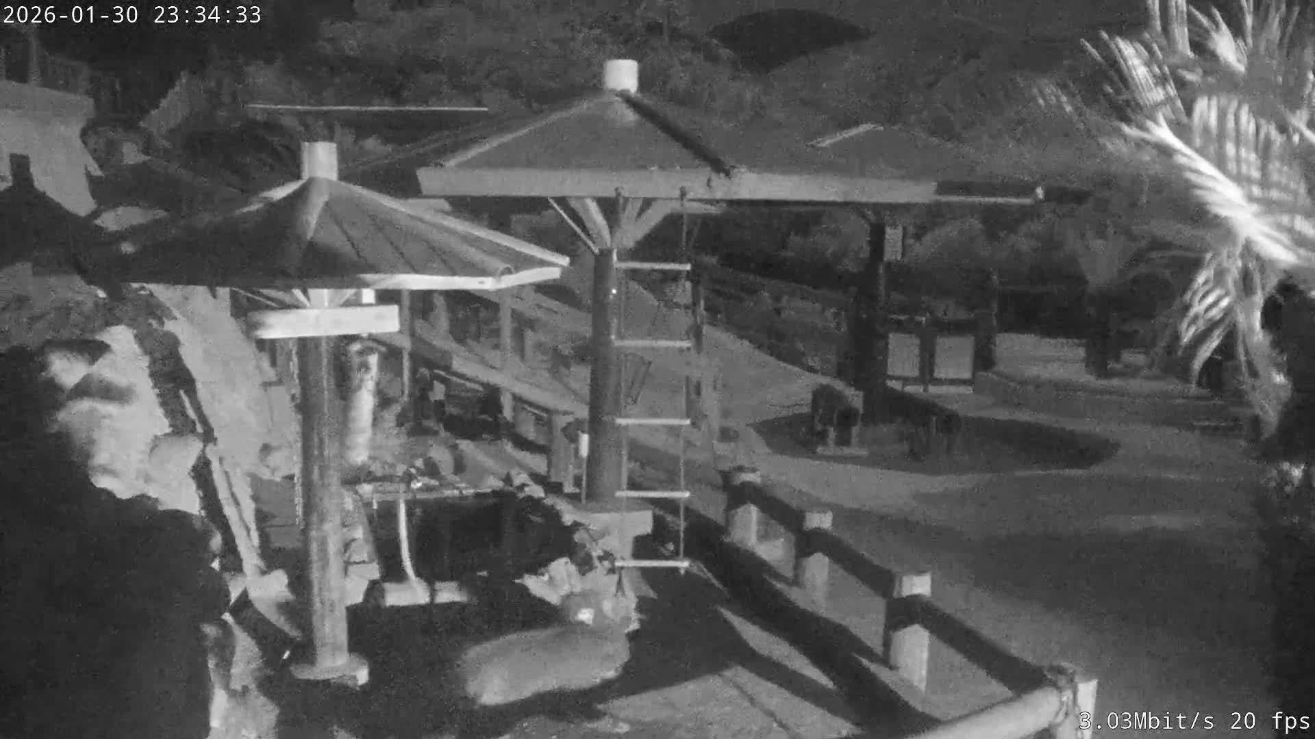 Awaji Island, Awaji Monkey Center ( 淡路島モンキーセンター) Live Cam - Hatadagumi, Sumoto Shi, Hyogo, Kansai,  Japan
