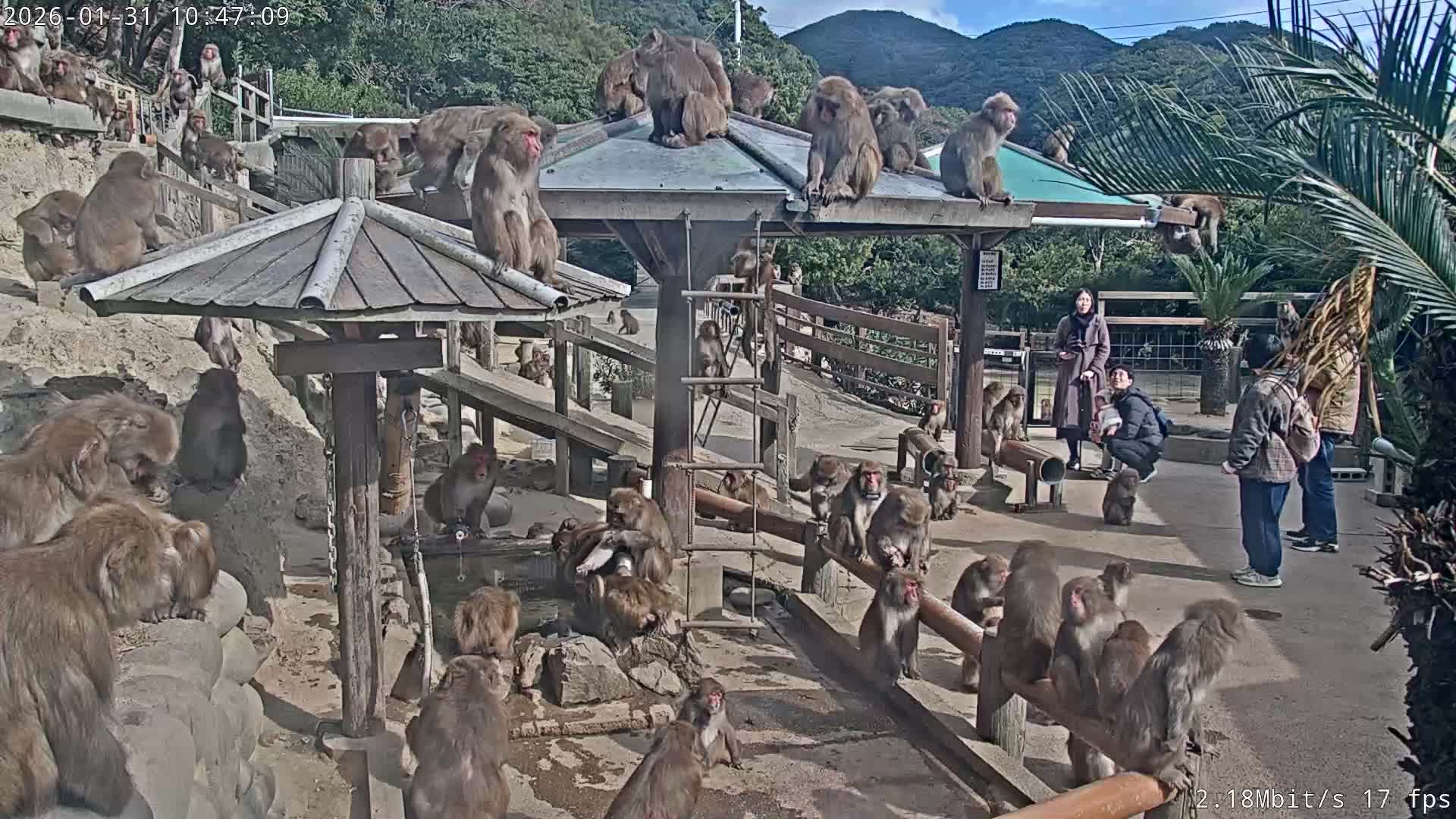 Awaji Island, Awaji Monkey Center ( 淡路島モンキーセンター) Live Cam - Hatadagumi, Sumoto Shi, Hyogo, Kansai,  Japan