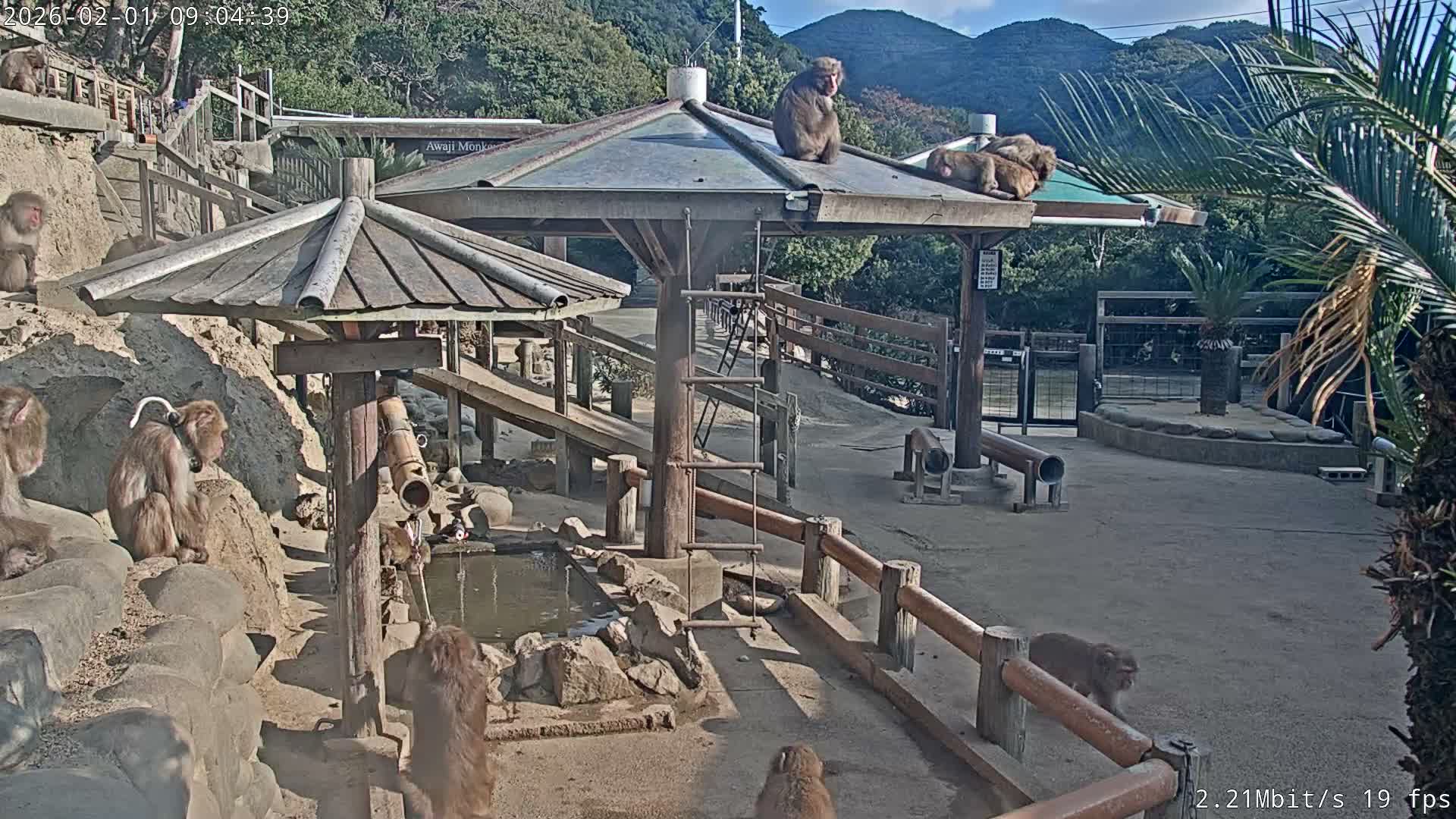Awaji Island, Awaji Monkey Center ( 淡路島モンキーセンター) Live Cam - Hatadagumi, Sumoto Shi, Hyogo, Kansai,  Japan