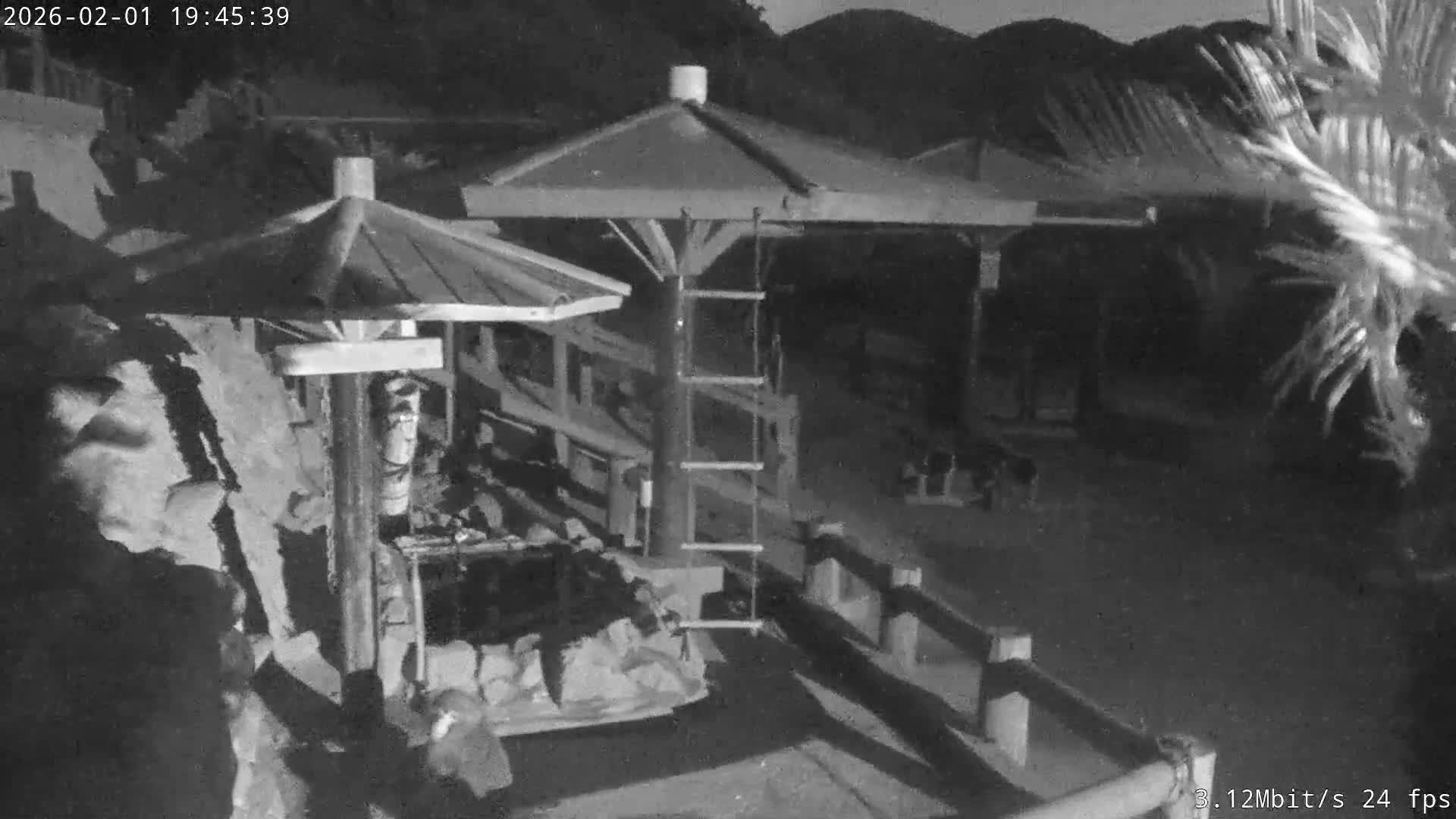 Awaji Island, Awaji Monkey Center ( 淡路島モンキーセンター) Live Cam - Hatadagumi, Sumoto Shi, Hyogo, Kansai,  Japan