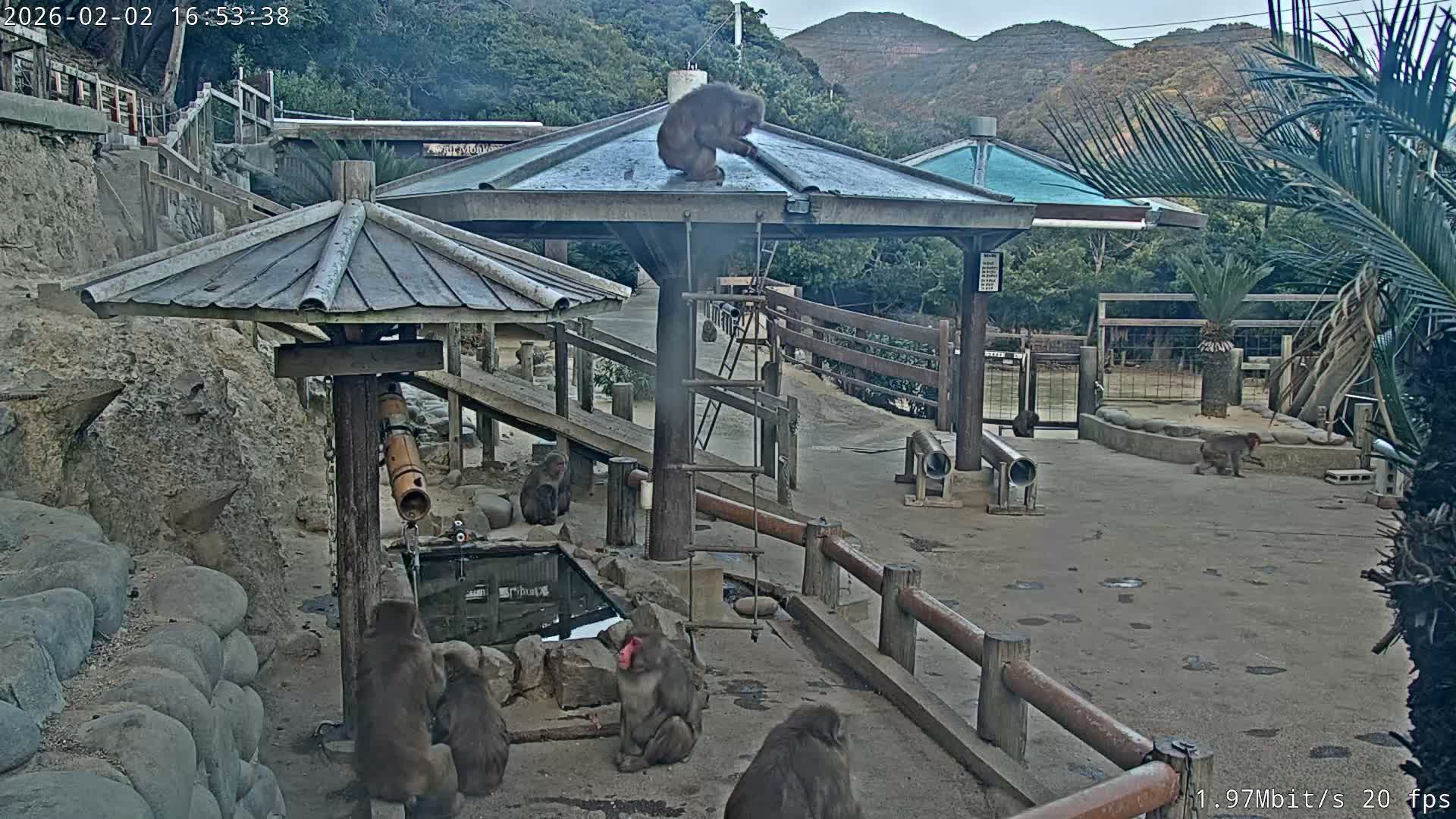 Awaji Island, Awaji Monkey Center ( 淡路島モンキーセンター) Live Cam - Hatadagumi, Sumoto Shi, Hyogo, Kansai,  Japan