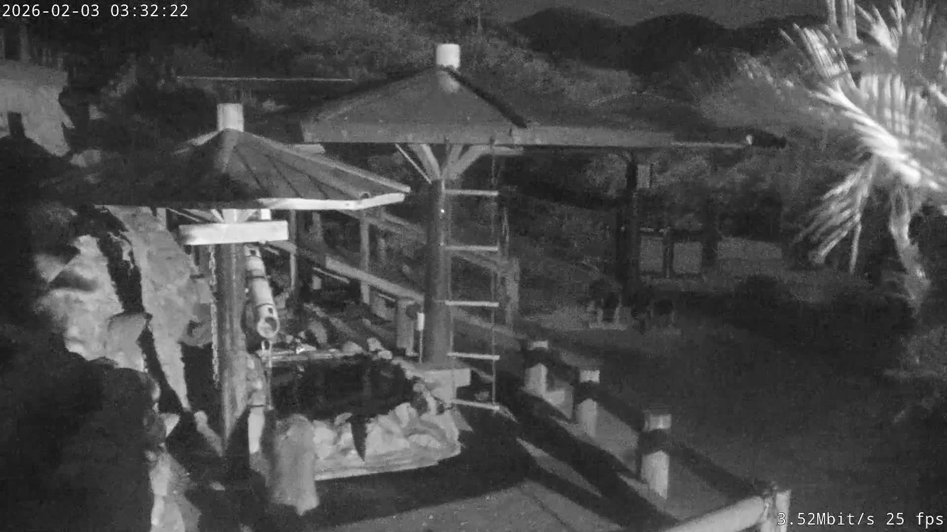 Awaji Island, Awaji Monkey Center ( 淡路島モンキーセンター) Live Cam - Hatadagumi, Sumoto Shi, Hyogo, Kansai,  Japan