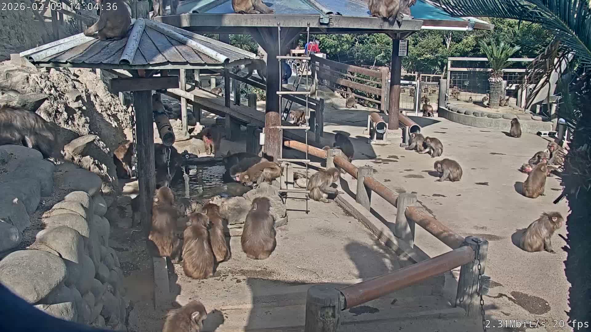 Awaji Island, Awaji Monkey Center ( 淡路島モンキーセンター) Live Cam - Hatadagumi, Sumoto Shi, Hyogo, Kansai,  Japan