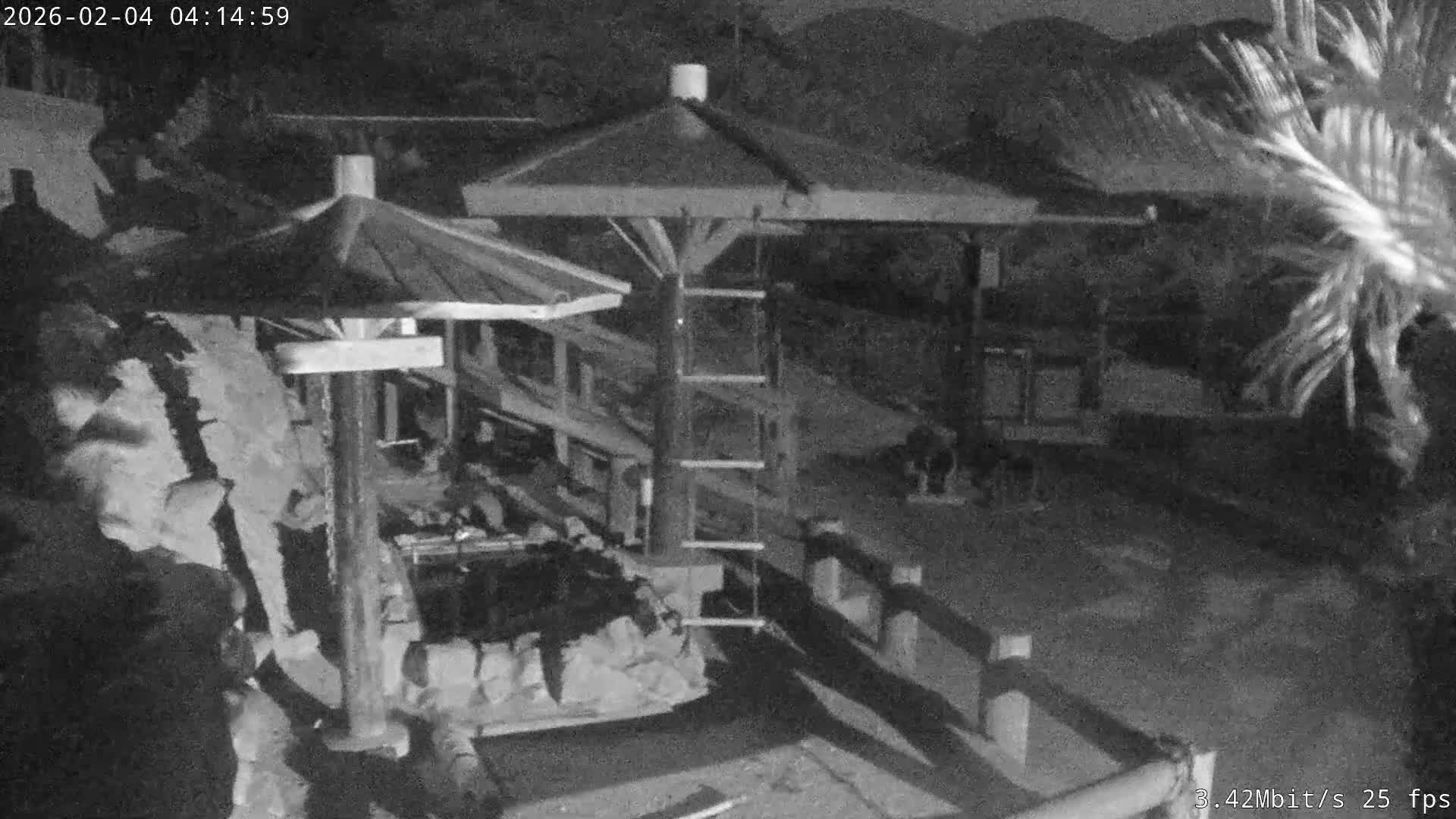 Awaji Island, Awaji Monkey Center ( 淡路島モンキーセンター) Live Cam - Hatadagumi, Sumoto Shi, Hyogo, Kansai,  Japan