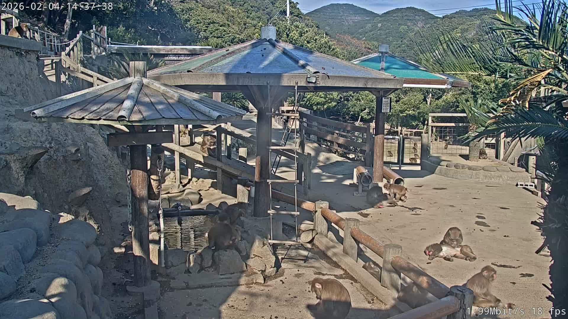 Awaji Island, Awaji Monkey Center ( 淡路島モンキーセンター) Live Cam - Hatadagumi, Sumoto Shi, Hyogo, Kansai,  Japan