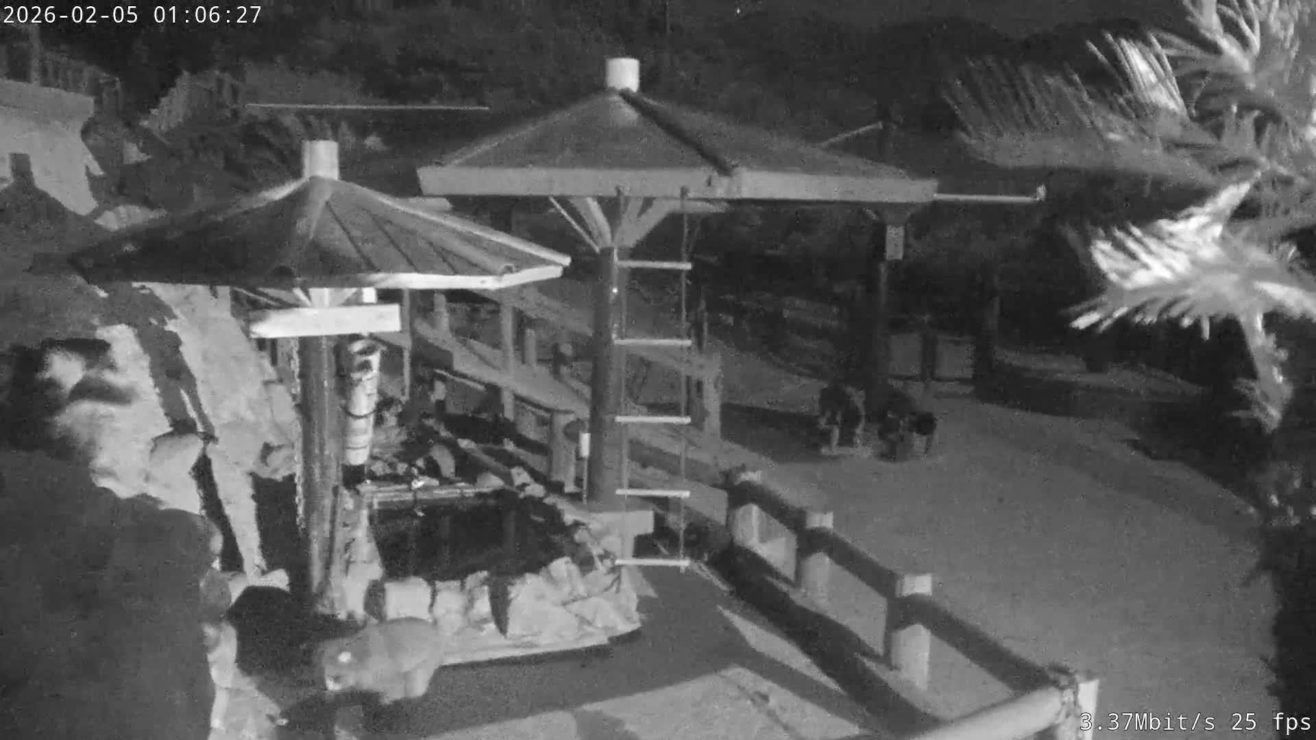 Awaji Island, Awaji Monkey Center ( 淡路島モンキーセンター) Live Cam - Hatadagumi, Sumoto Shi, Hyogo, Kansai,  Japan