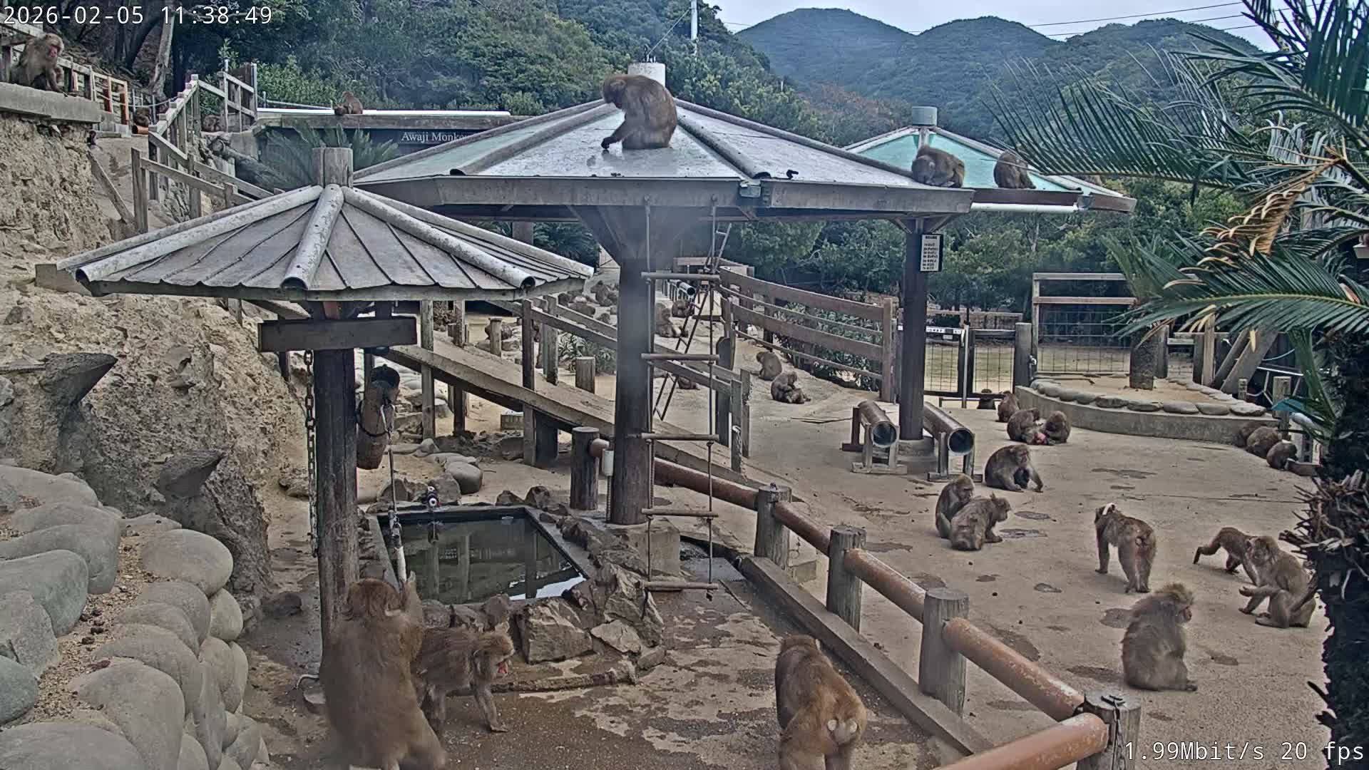 Awaji Island, Awaji Monkey Center ( 淡路島モンキーセンター) Live Cam - Hatadagumi, Sumoto Shi, Hyogo, Kansai,  Japan