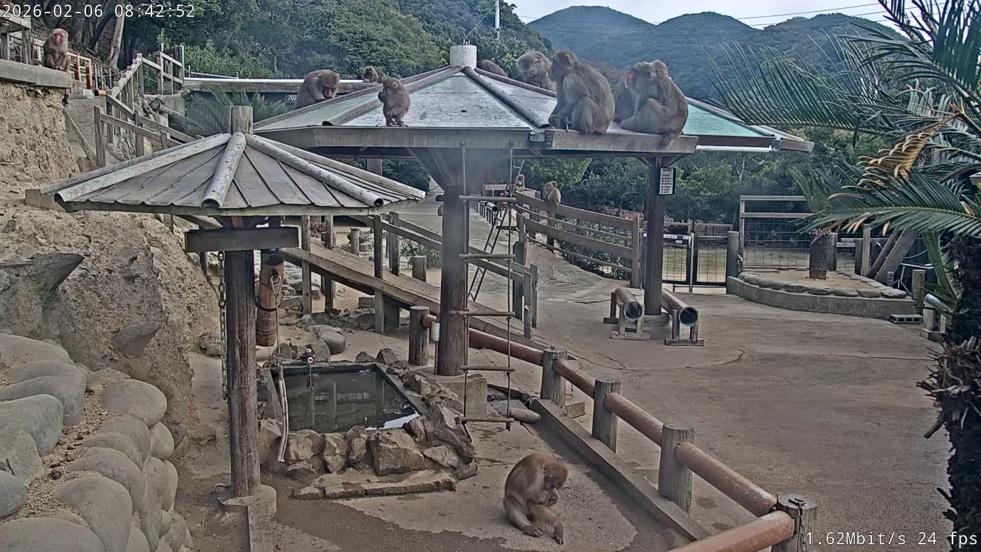 Awaji Island, Awaji Monkey Center ( 淡路島モンキーセンター) Live Cam - Hatadagumi, Sumoto Shi, Hyogo, Kansai,  Japan