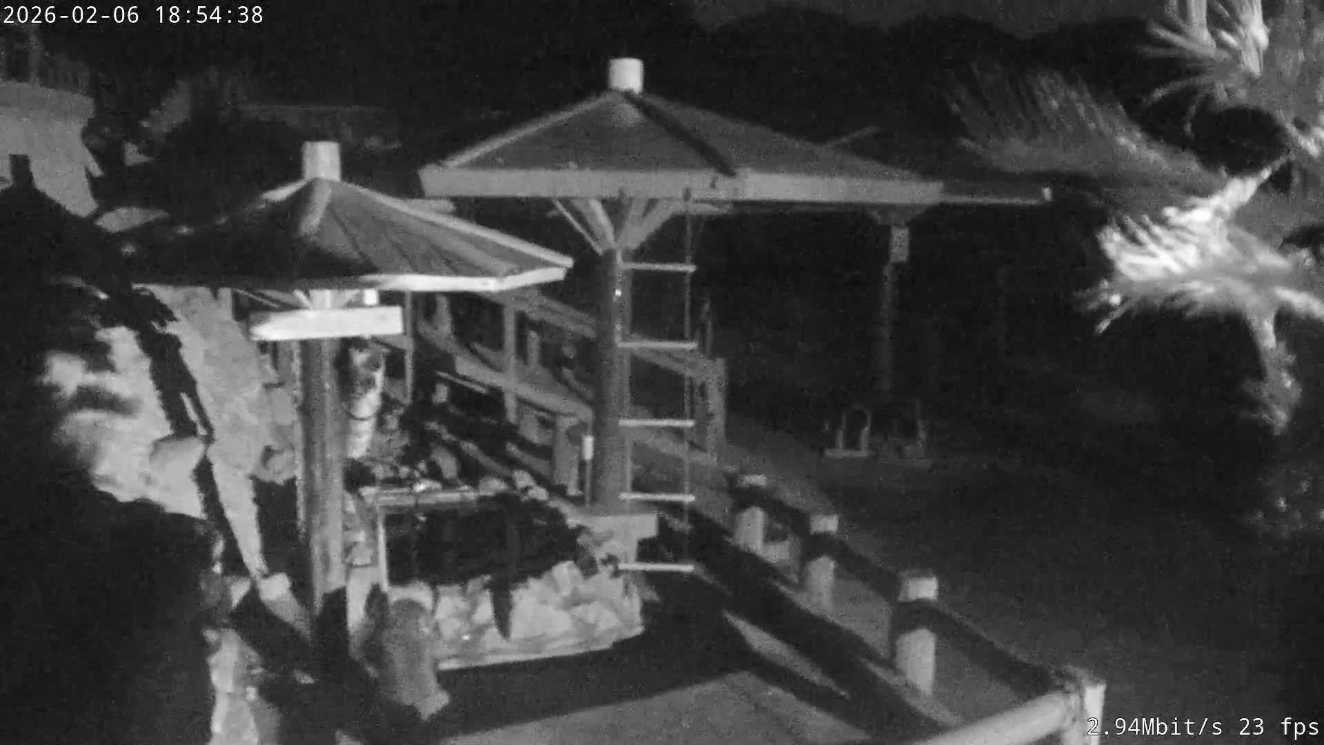 Awaji Island, Awaji Monkey Center ( 淡路島モンキーセンター) Live Cam - Hatadagumi, Sumoto Shi, Hyogo, Kansai,  Japan