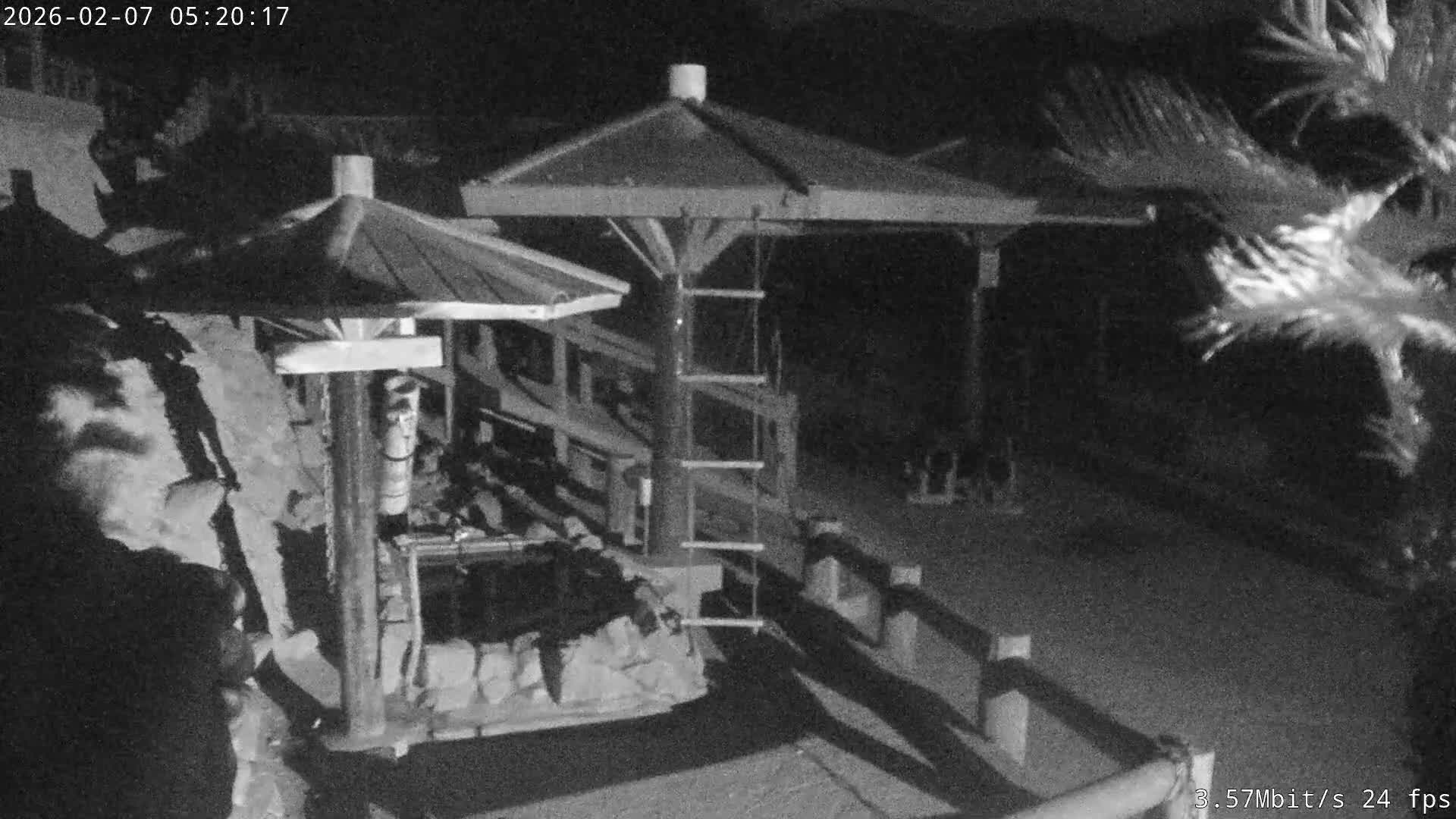 Awaji Island, Awaji Monkey Center ( 淡路島モンキーセンター) Live Cam - Hatadagumi, Sumoto Shi, Hyogo, Kansai,  Japan