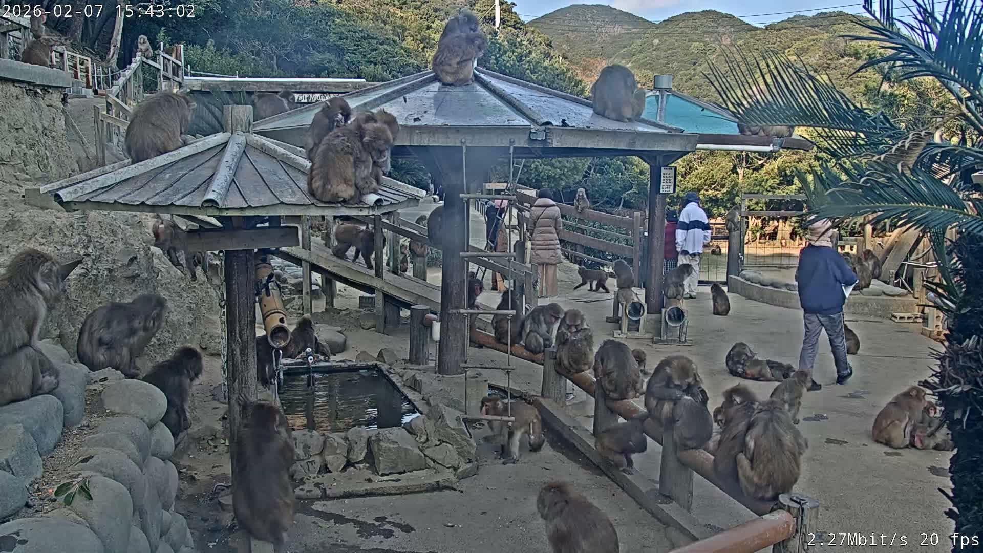 Awaji Island, Awaji Monkey Center ( 淡路島モンキーセンター) Live Cam - Hatadagumi, Sumoto Shi, Hyogo, Kansai,  Japan