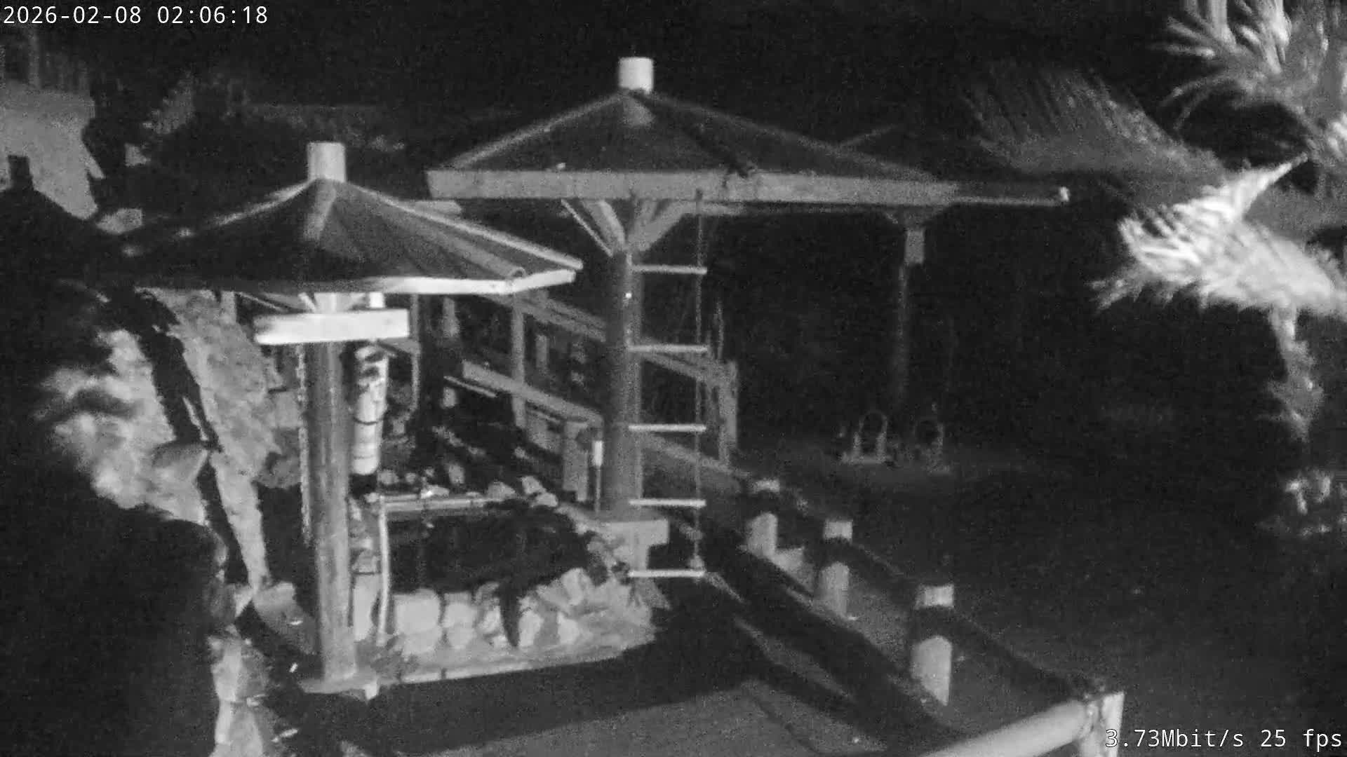 Awaji Island, Awaji Monkey Center ( 淡路島モンキーセンター) Live Cam - Hatadagumi, Sumoto Shi, Hyogo, Kansai,  Japan