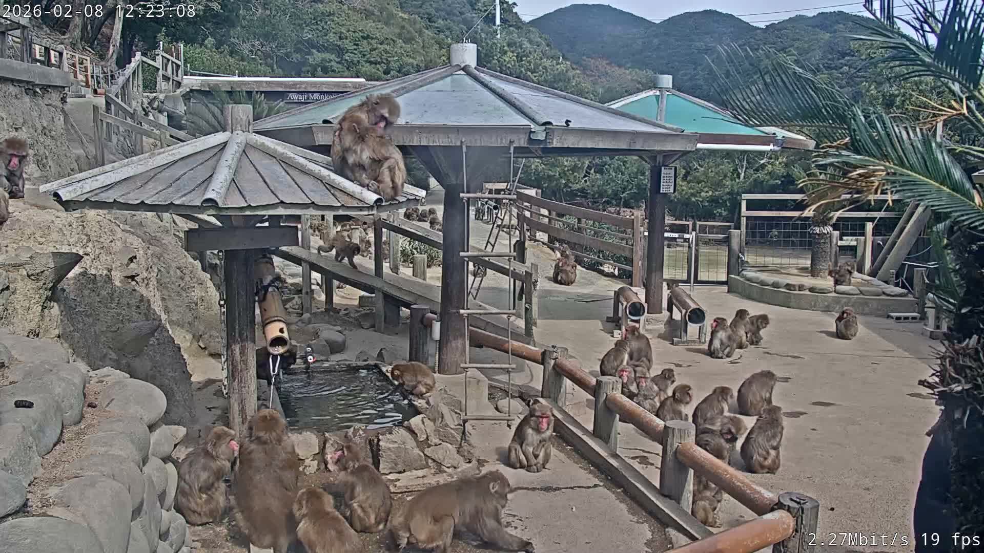 Awaji Island, Awaji Monkey Center ( 淡路島モンキーセンター) Live Cam - Hatadagumi, Sumoto Shi, Hyogo, Kansai,  Japan