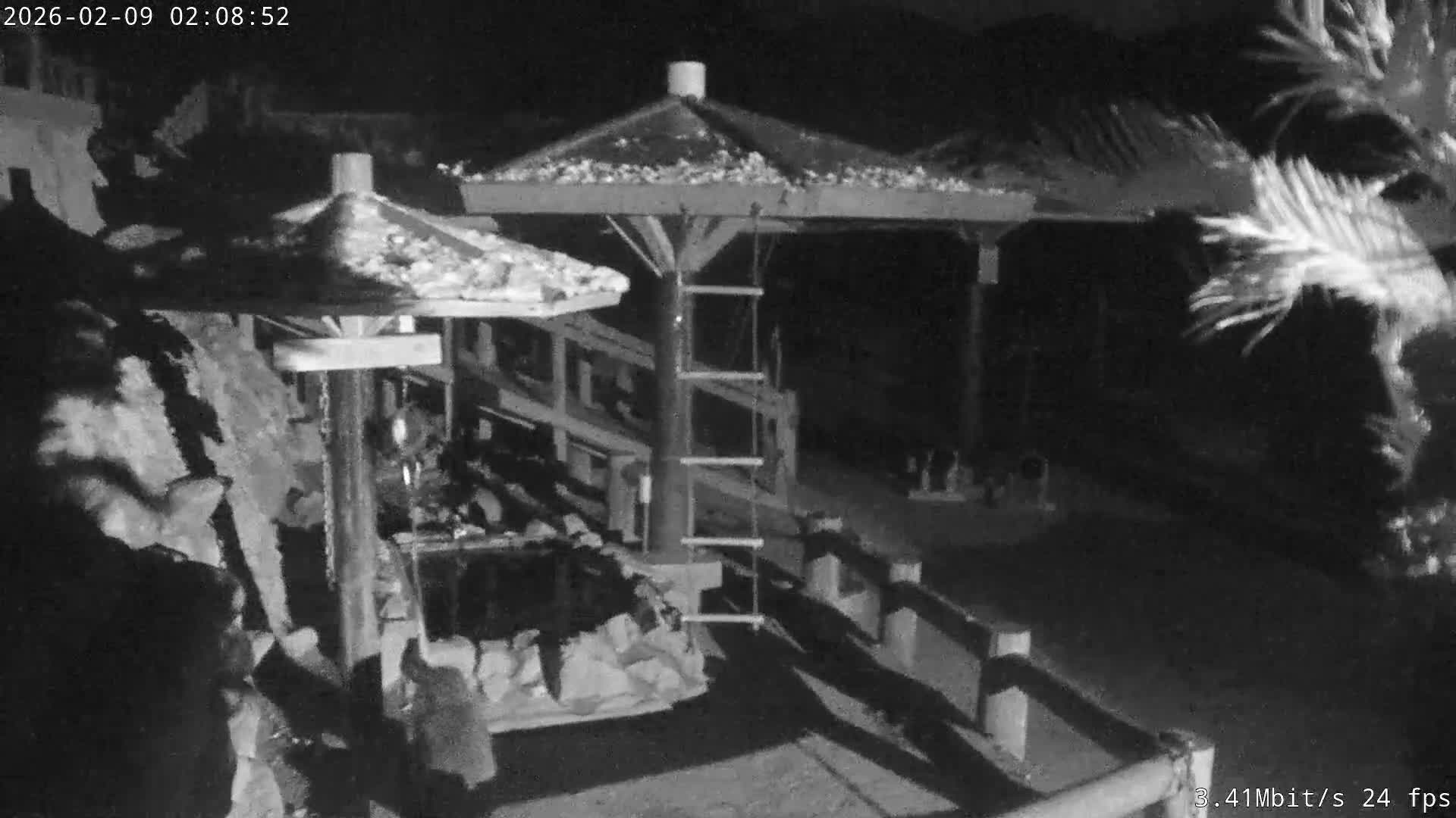 Awaji Island, Awaji Monkey Center ( 淡路島モンキーセンター) Live Cam - Hatadagumi, Sumoto Shi, Hyogo, Kansai,  Japan