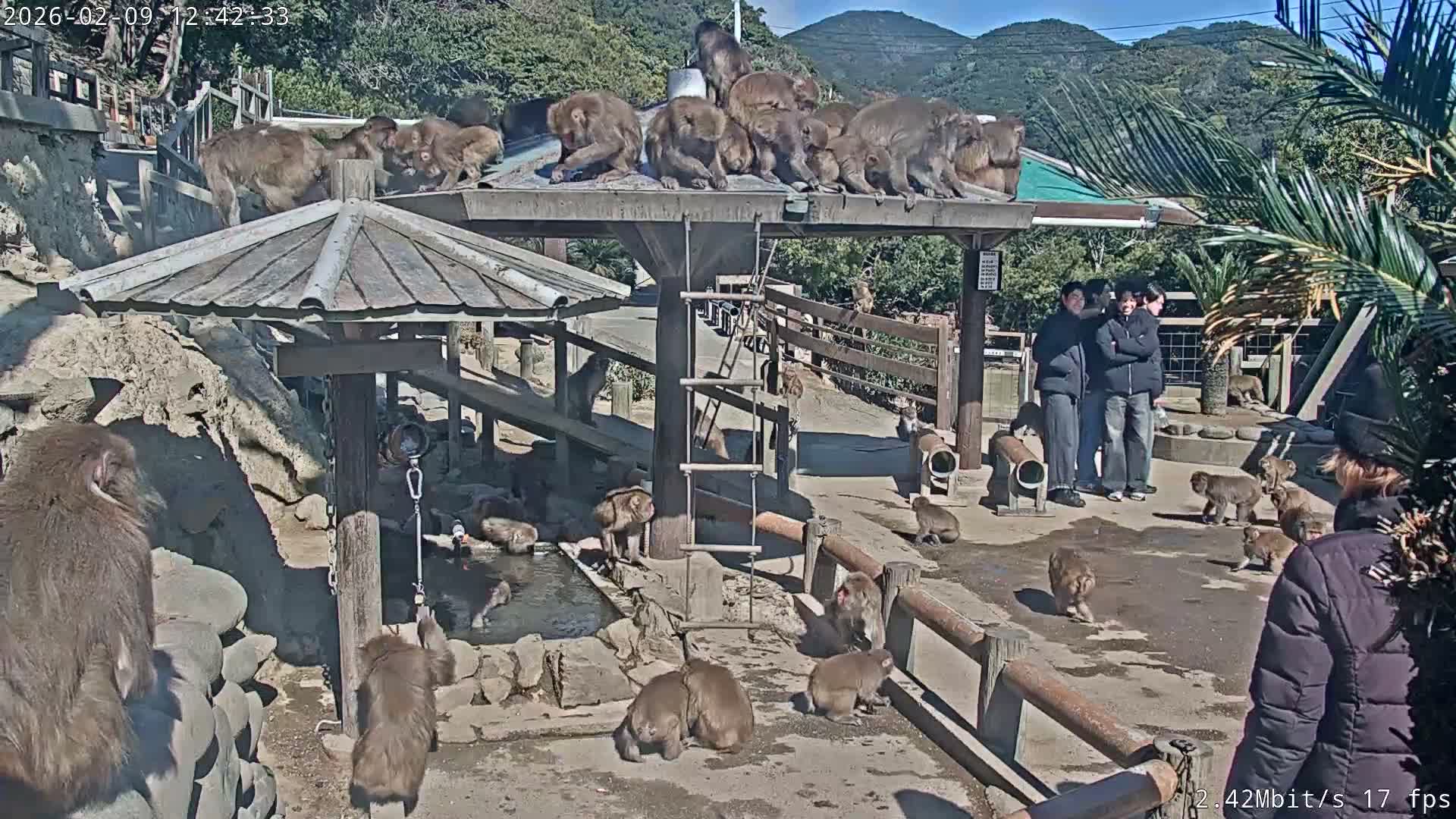 Awaji Island, Awaji Monkey Center ( 淡路島モンキーセンター) Live Cam - Hatadagumi, Sumoto Shi, Hyogo, Kansai,  Japan
