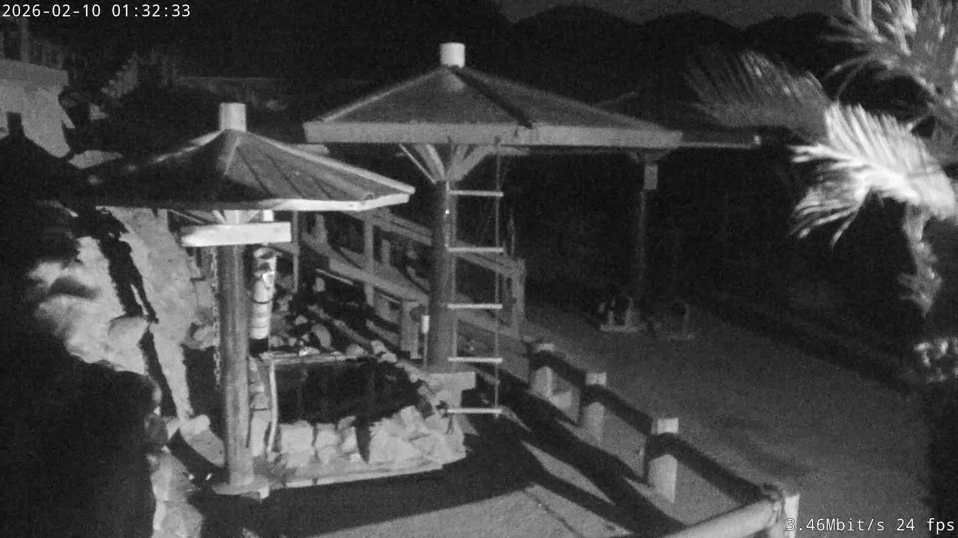 Awaji Island, Awaji Monkey Center ( 淡路島モンキーセンター) Live Cam - Hatadagumi, Sumoto Shi, Hyogo, Kansai,  Japan