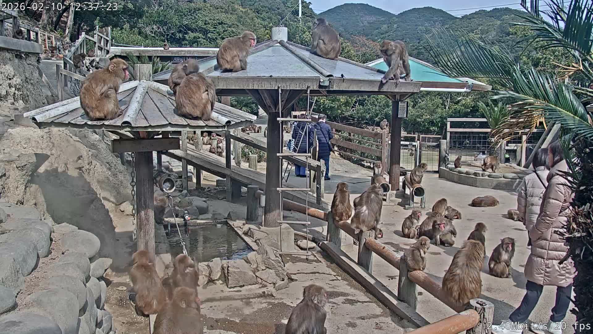 Awaji Island, Awaji Monkey Center ( 淡路島モンキーセンター) Live Cam - Hatadagumi, Sumoto Shi, Hyogo, Kansai,  Japan