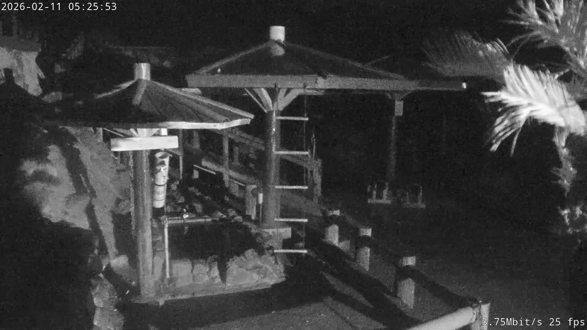 Awaji Island, Awaji Monkey Center ( 淡路島モンキーセンター) Live Cam - Hatadagumi, Sumoto Shi, Hyogo, Kansai,  Japan