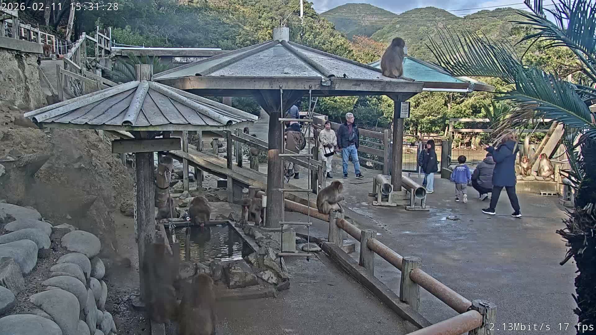 Awaji Island, Awaji Monkey Center ( 淡路島モンキーセンター) Live Cam - Hatadagumi, Sumoto Shi, Hyogo, Kansai,  Japan