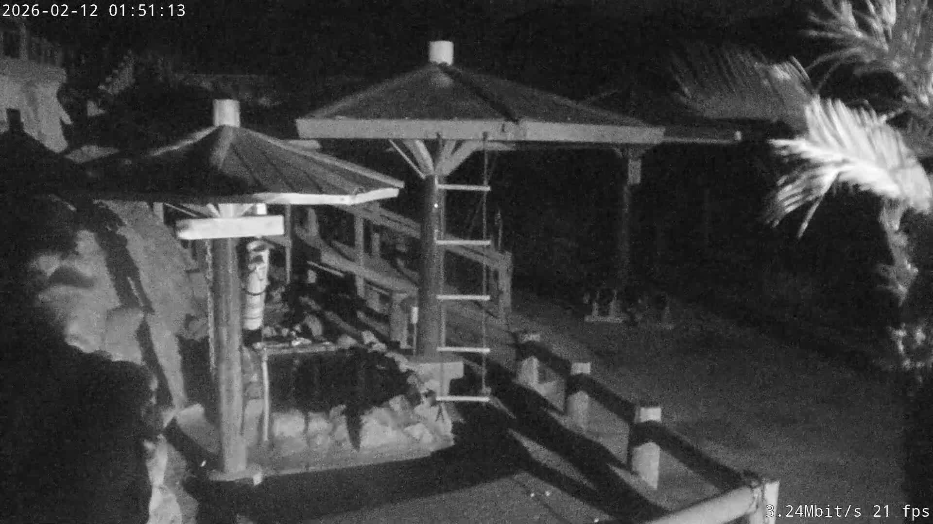 Awaji Island, Awaji Monkey Center ( 淡路島モンキーセンター) Live Cam - Hatadagumi, Sumoto Shi, Hyogo, Kansai,  Japan