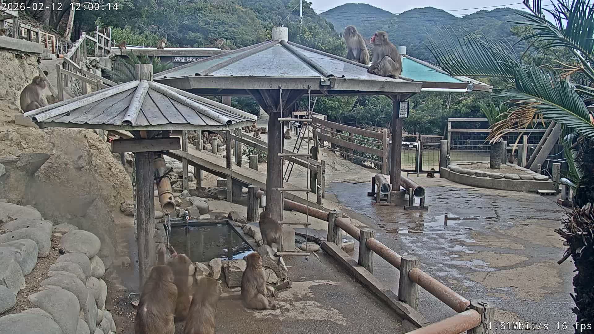 Awaji Island, Awaji Monkey Center ( 淡路島モンキーセンター) Live Cam - Hatadagumi, Sumoto Shi, Hyogo, Kansai,  Japan