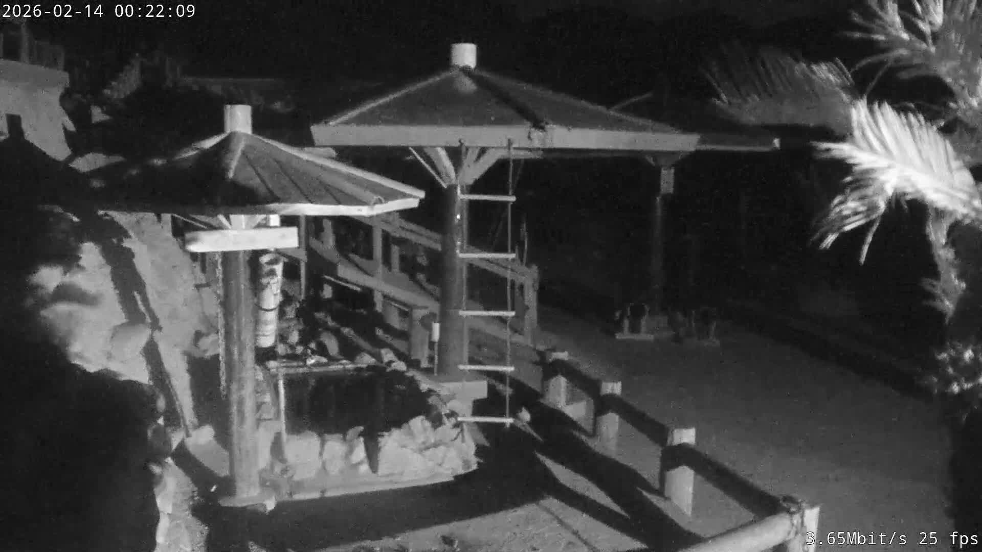 Awaji Island, Awaji Monkey Center ( 淡路島モンキーセンター) Live Cam - Hatadagumi, Sumoto Shi, Hyogo, Kansai,  Japan