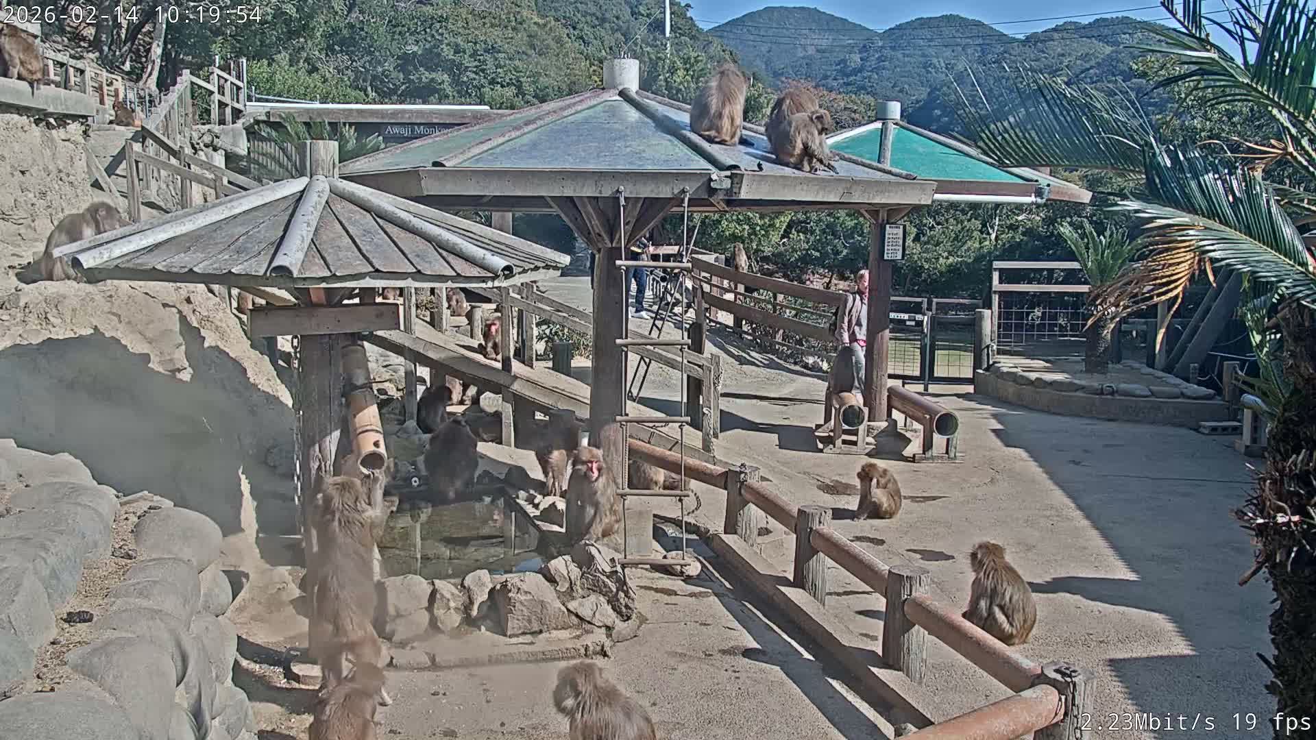 Awaji Island, Awaji Monkey Center ( 淡路島モンキーセンター) Live Cam - Hatadagumi, Sumoto Shi, Hyogo, Kansai,  Japan