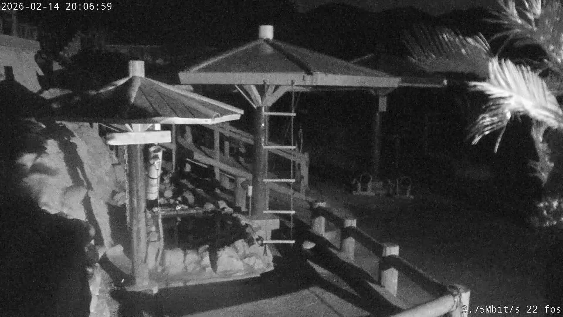 Awaji Island, Awaji Monkey Center ( 淡路島モンキーセンター) Live Cam - Hatadagumi, Sumoto Shi, Hyogo, Kansai,  Japan