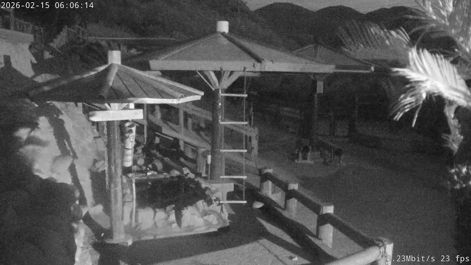 Awaji Island, Awaji Monkey Center ( 淡路島モンキーセンター) Live Cam - Hatadagumi, Sumoto Shi, Hyogo, Kansai,  Japan