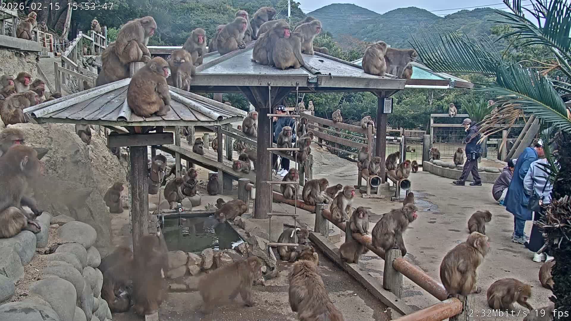 Awaji Island, Awaji Monkey Center ( 淡路島モンキーセンター) Live Cam - Hatadagumi, Sumoto Shi, Hyogo, Kansai,  Japan
