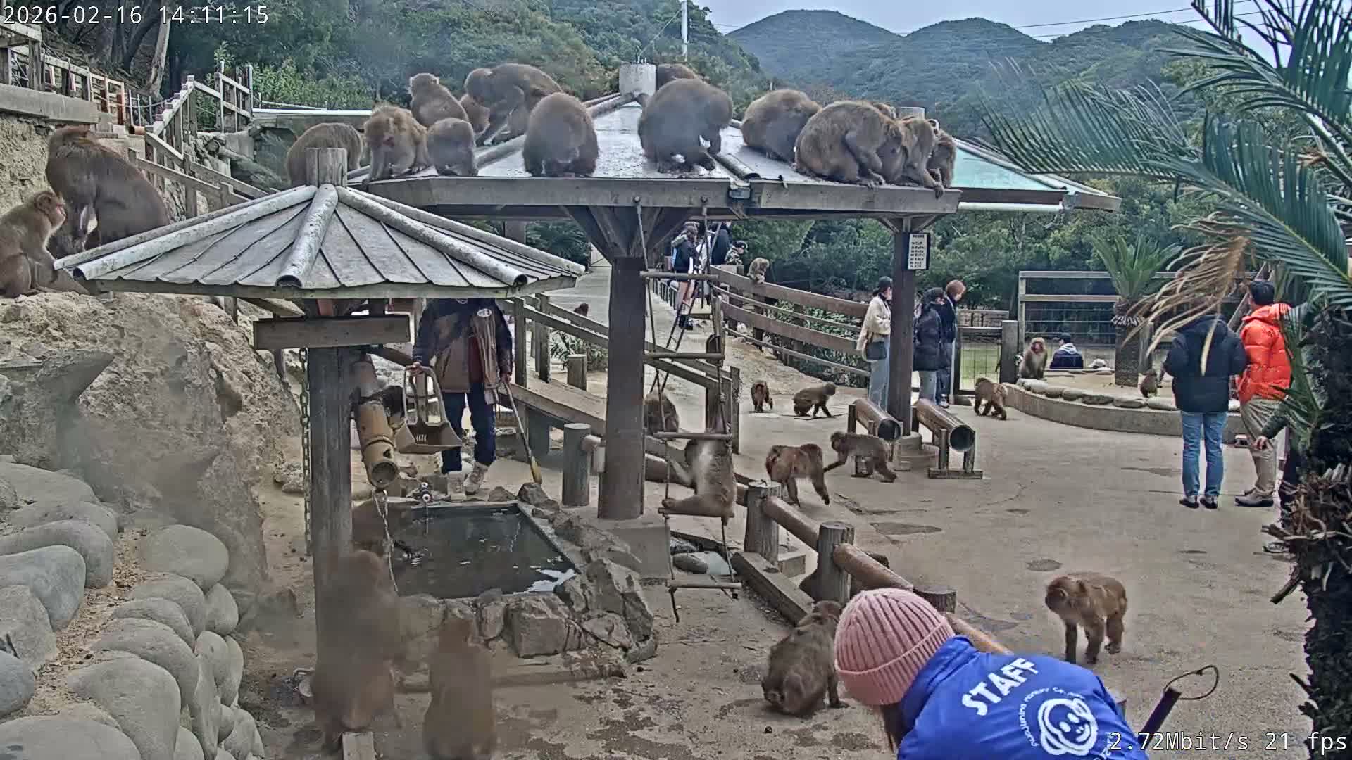Awaji Island, Awaji Monkey Center ( 淡路島モンキーセンター) Live Cam - Hatadagumi, Sumoto Shi, Hyogo, Kansai,  Japan