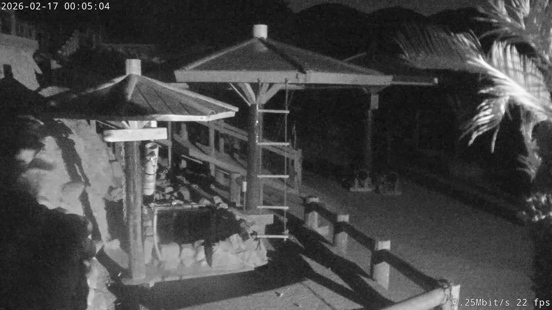 Awaji Island, Awaji Monkey Center ( 淡路島モンキーセンター) Live Cam - Hatadagumi, Sumoto Shi, Hyogo, Kansai,  Japan