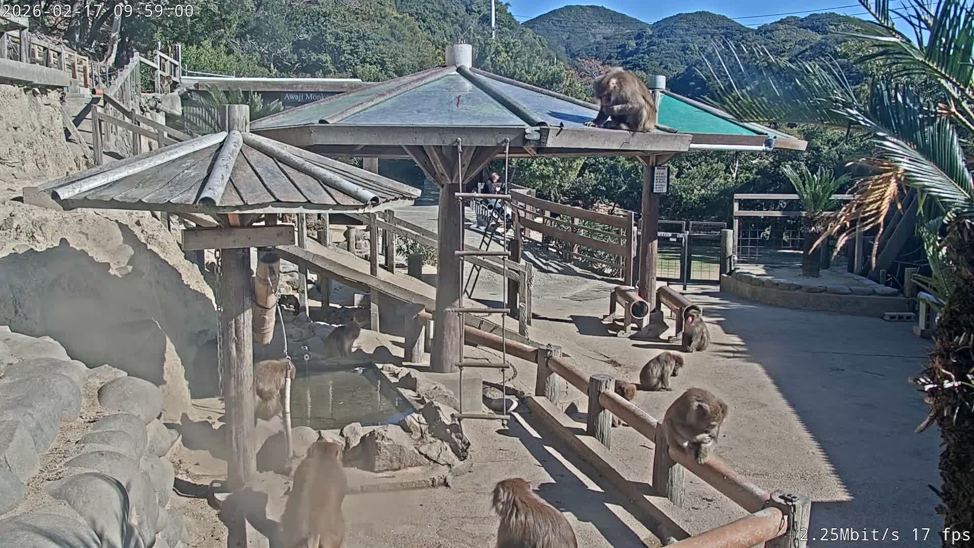 Awaji Island, Awaji Monkey Center ( 淡路島モンキーセンター) Live Cam - Hatadagumi, Sumoto Shi, Hyogo, Kansai,  Japan