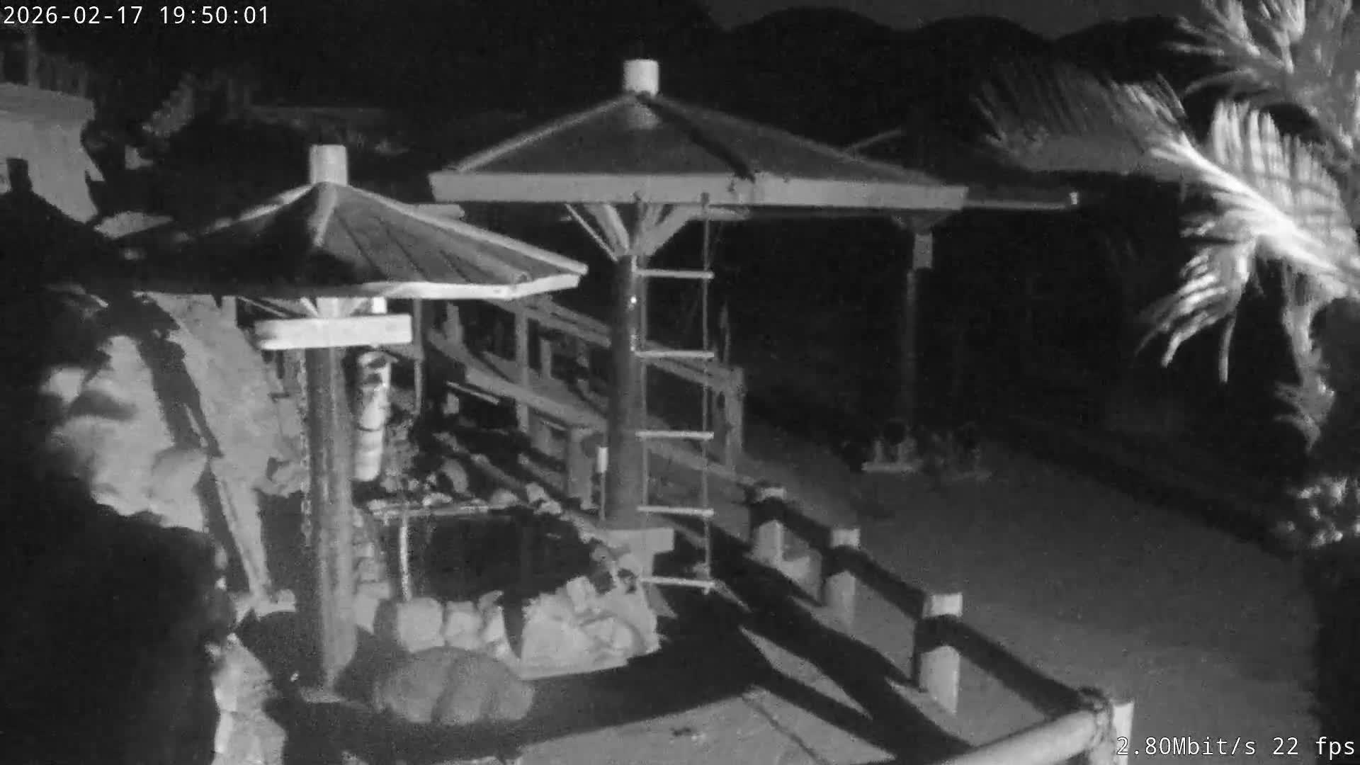 Awaji Island, Awaji Monkey Center ( 淡路島モンキーセンター) Live Cam - Hatadagumi, Sumoto Shi, Hyogo, Kansai,  Japan