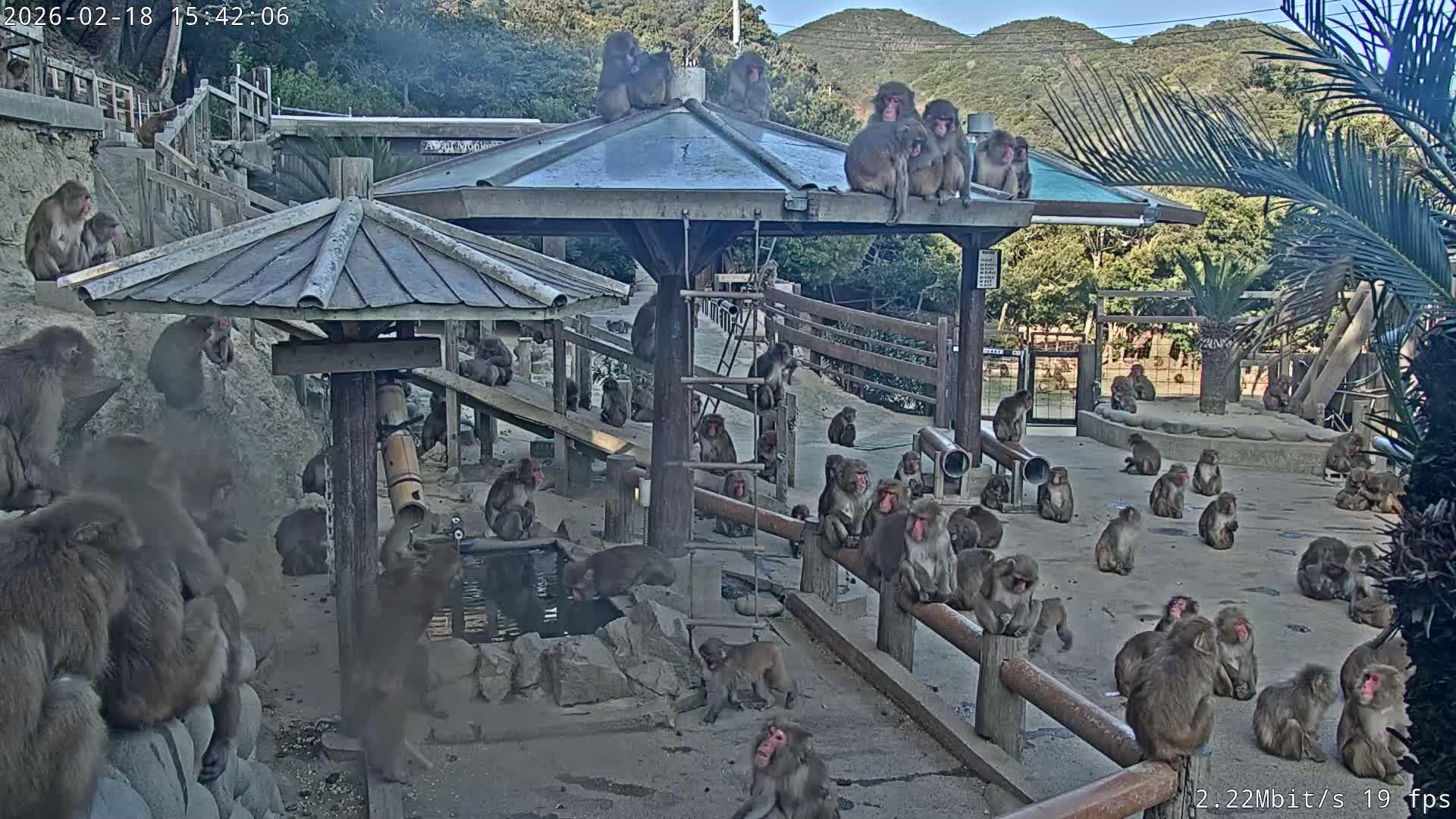 Awaji Island, Awaji Monkey Center ( 淡路島モンキーセンター) Live Cam - Hatadagumi, Sumoto Shi, Hyogo, Kansai,  Japan