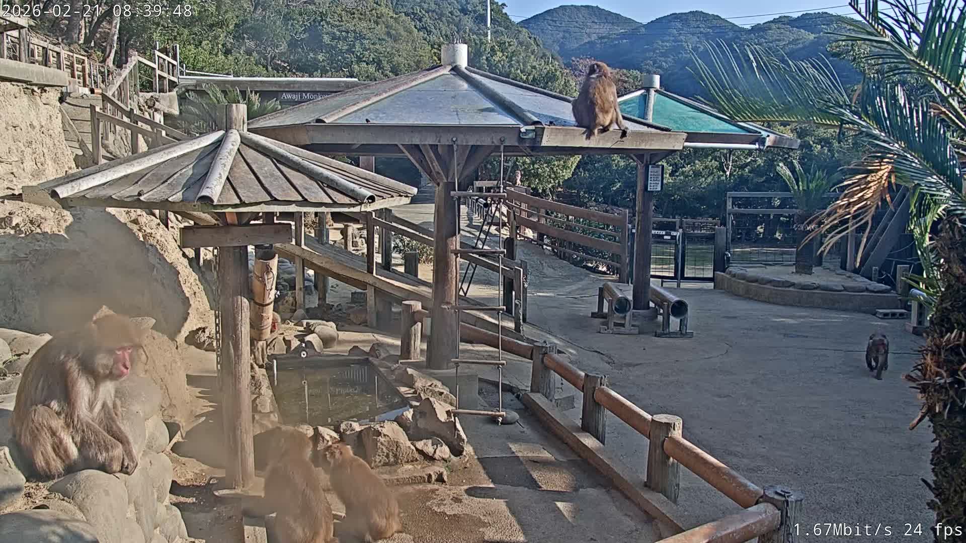 Awaji Island, Awaji Monkey Center ( 淡路島モンキーセンター) Live Cam - Hatadagumi, Sumoto Shi, Hyogo, Kansai,  Japan