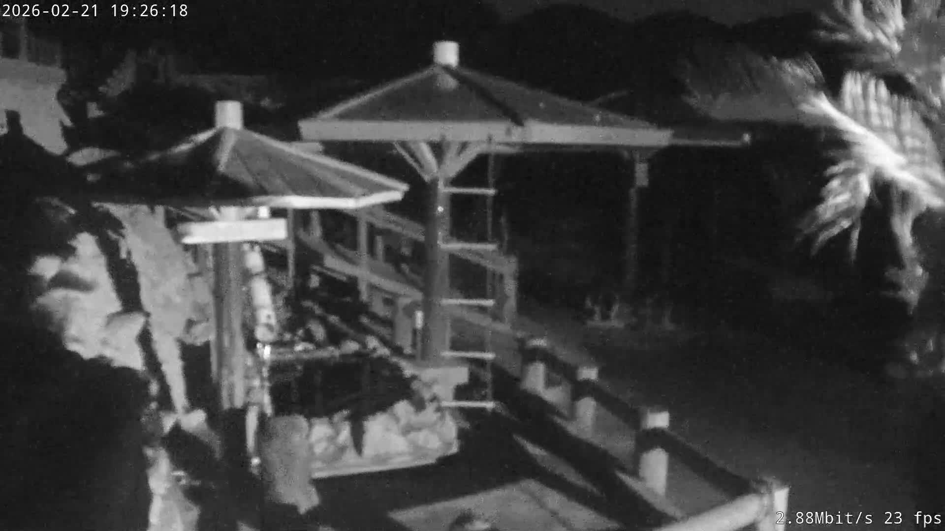 Awaji Island, Awaji Monkey Center ( 淡路島モンキーセンター) Live Cam - Hatadagumi, Sumoto Shi, Hyogo, Kansai,  Japan
