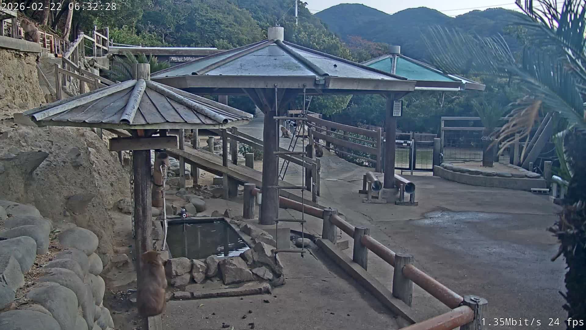 Awaji Island, Awaji Monkey Center ( 淡路島モンキーセンター) Live Cam - Hatadagumi, Sumoto Shi, Hyogo, Kansai,  Japan
