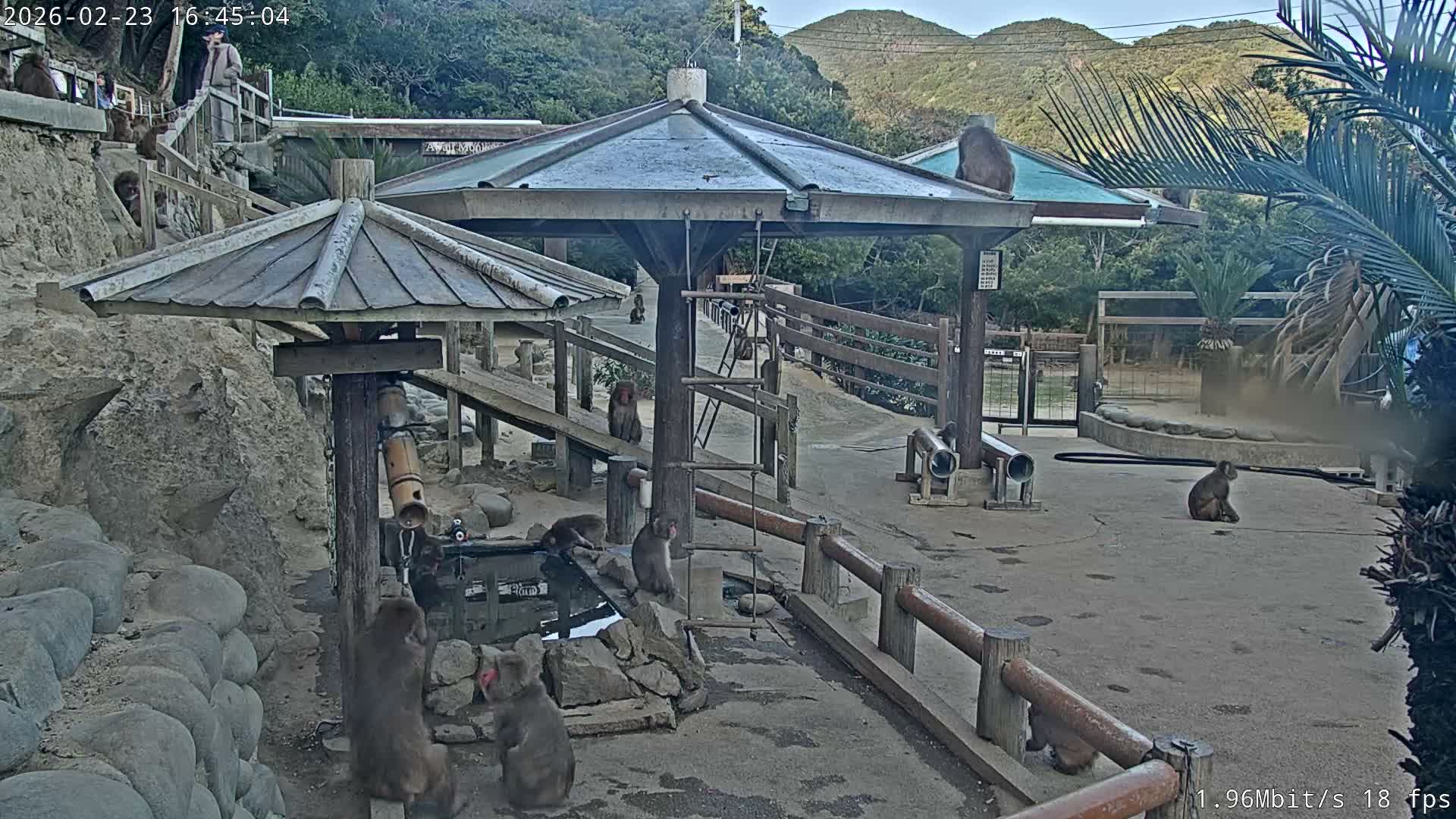 Awaji Island, Awaji Monkey Center ( 淡路島モンキーセンター) Live Cam - Hatadagumi, Sumoto Shi, Hyogo, Kansai,  Japan