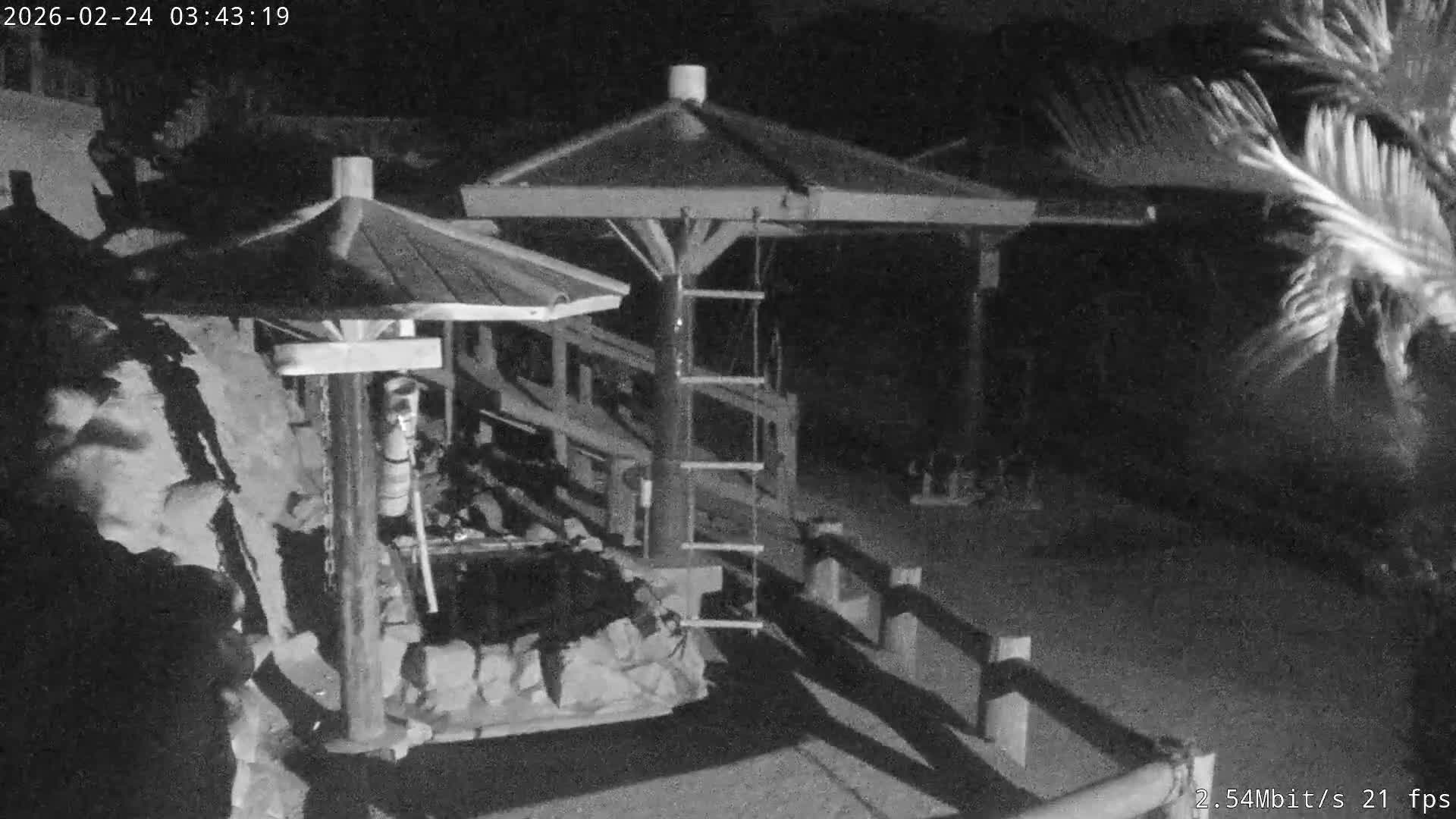 Awaji Island, Awaji Monkey Center ( 淡路島モンキーセンター) Live Cam - Hatadagumi, Sumoto Shi, Hyogo, Kansai,  Japan