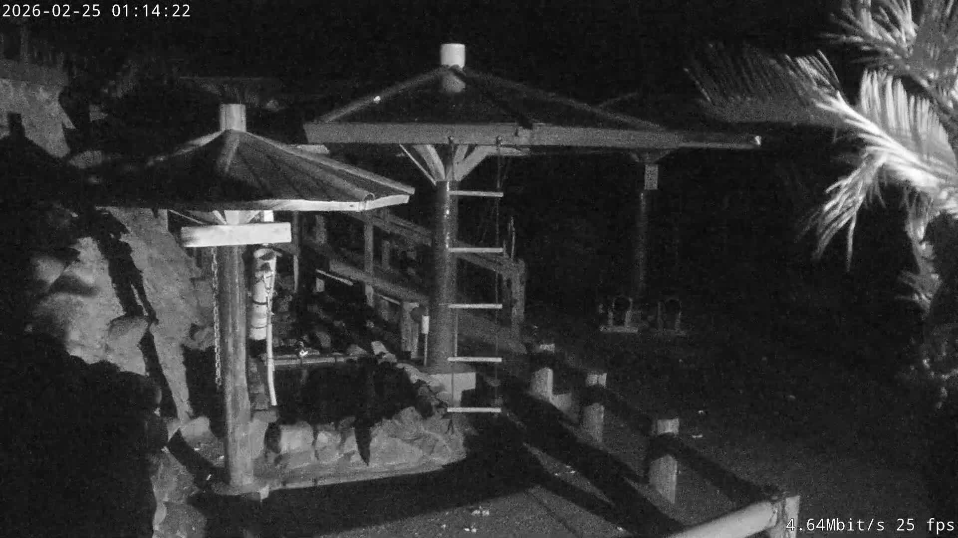 Awaji Island, Awaji Monkey Center ( 淡路島モンキーセンター) Live Cam - Hatadagumi, Sumoto Shi, Hyogo, Kansai,  Japan