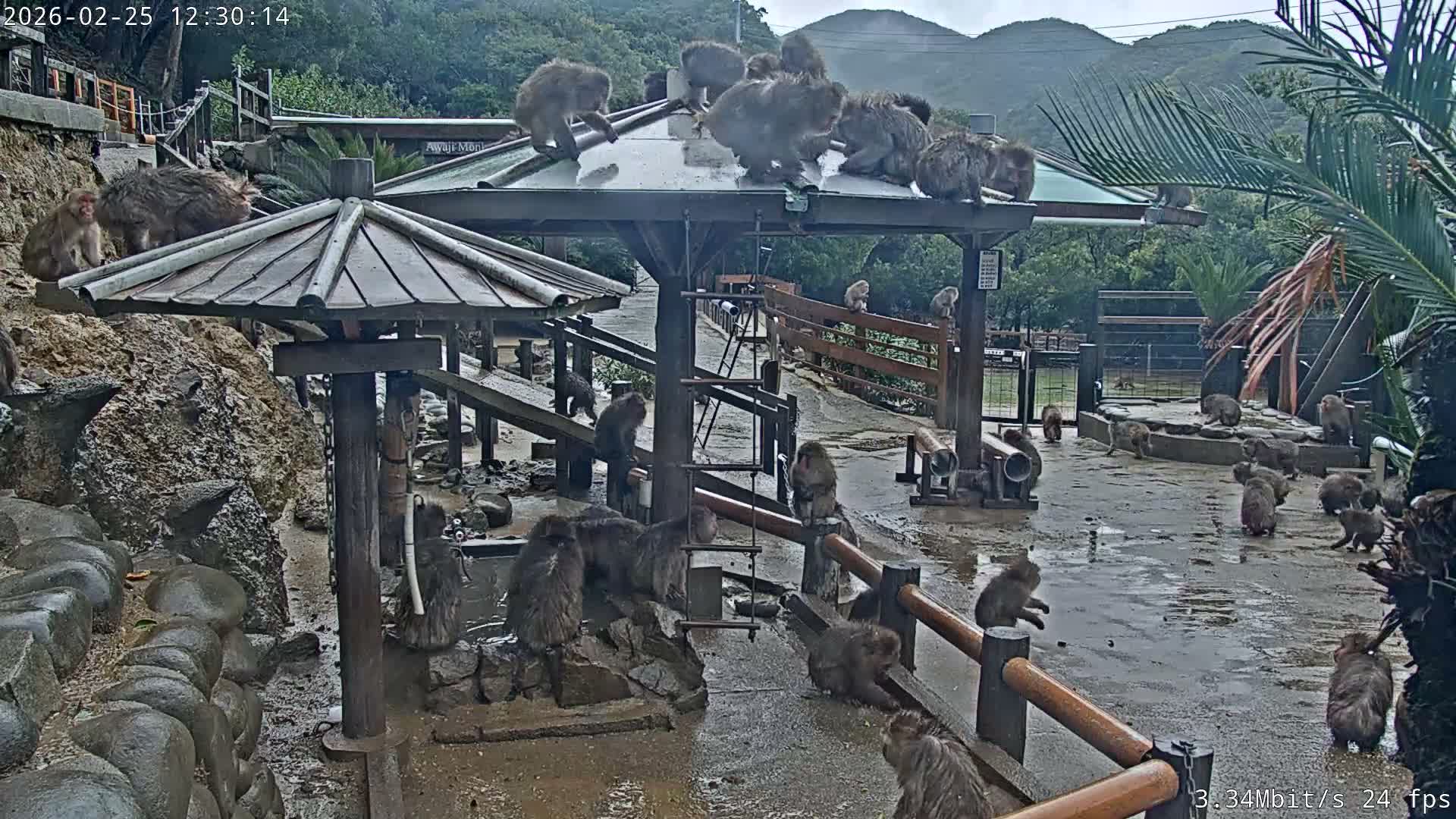 Awaji Island, Awaji Monkey Center ( 淡路島モンキーセンター) Live Cam - Hatadagumi, Sumoto Shi, Hyogo, Kansai,  Japan