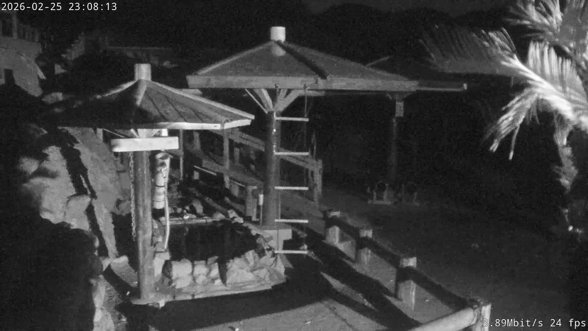 Awaji Island, Awaji Monkey Center ( 淡路島モンキーセンター) Live Cam - Hatadagumi, Sumoto Shi, Hyogo, Kansai,  Japan